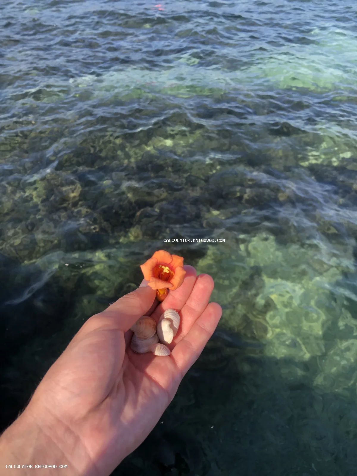 Мужская рука держит маленький оранжевый цветок и несколько белых ракушек на фоне прозрачной морской воды.