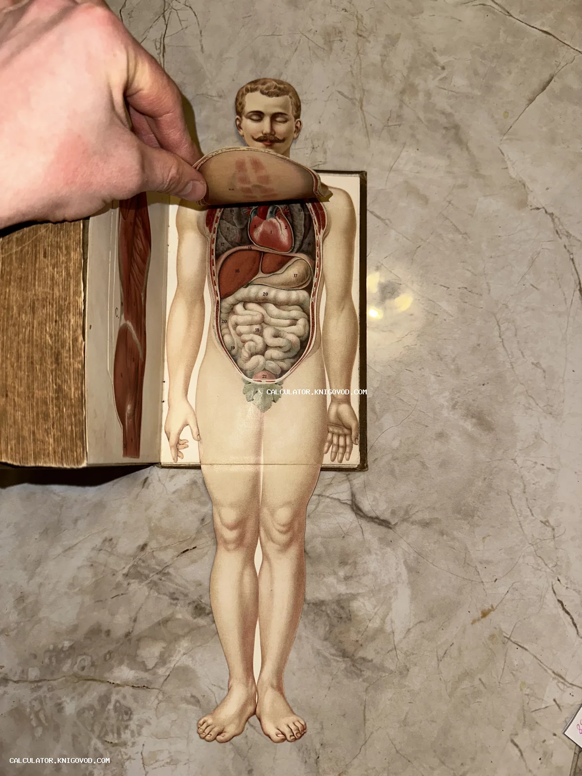 Разворот старинной книги с литографией мужского тела, где откидной клапан открывает вид на внутренние органы: сердце, печень и кишечник.