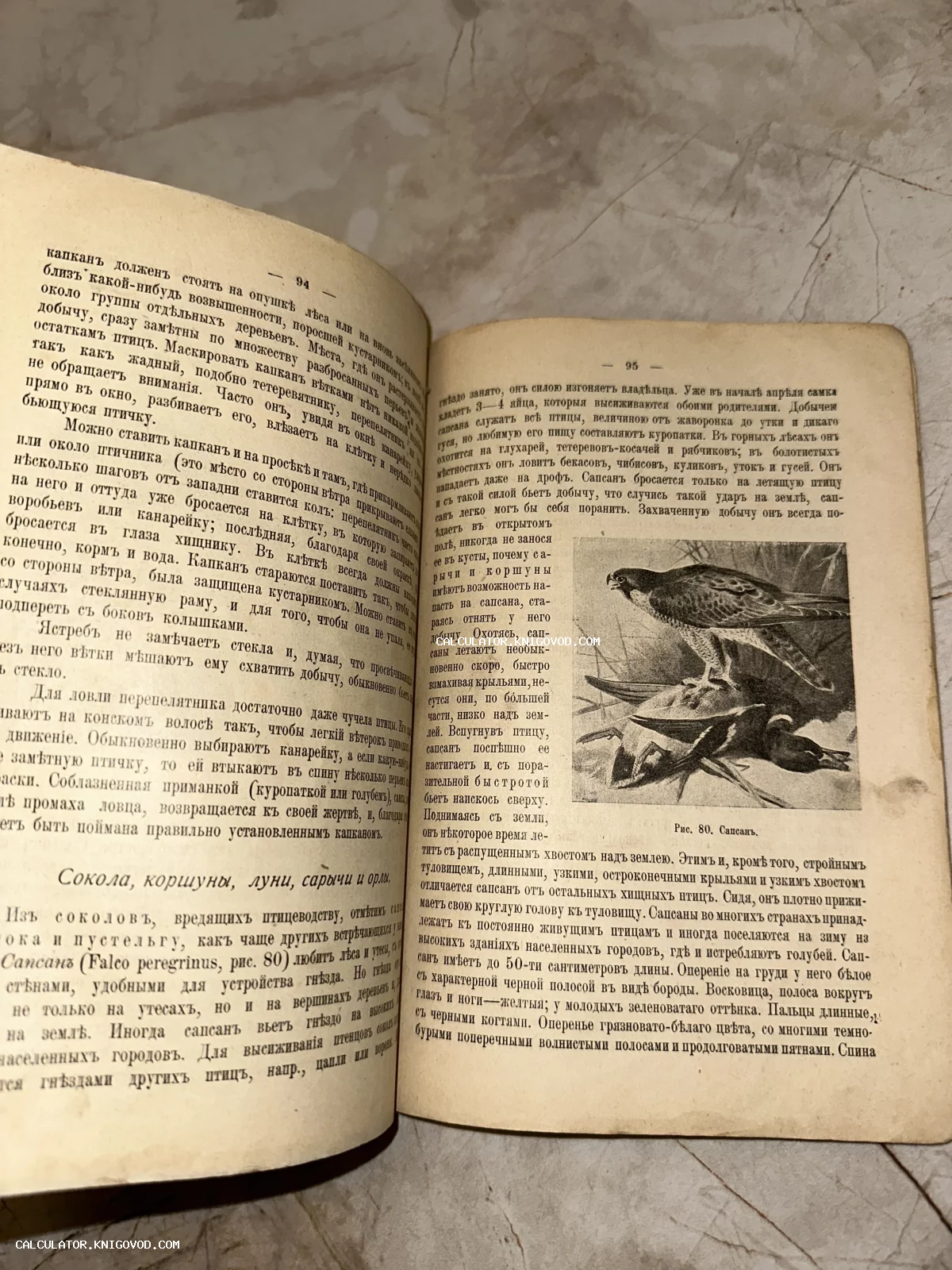 Разворот старинной книги с дореволюционным шрифтом и иллюстрацией сокола-сапсана на странице.