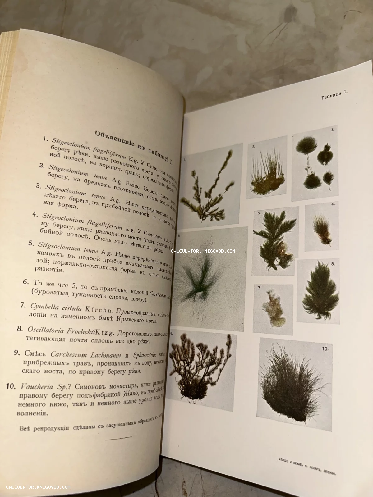 Разворот старинной книги с таблицей ботанических иллюстраций водорослей и текстом на дореволюционном русском языке.
