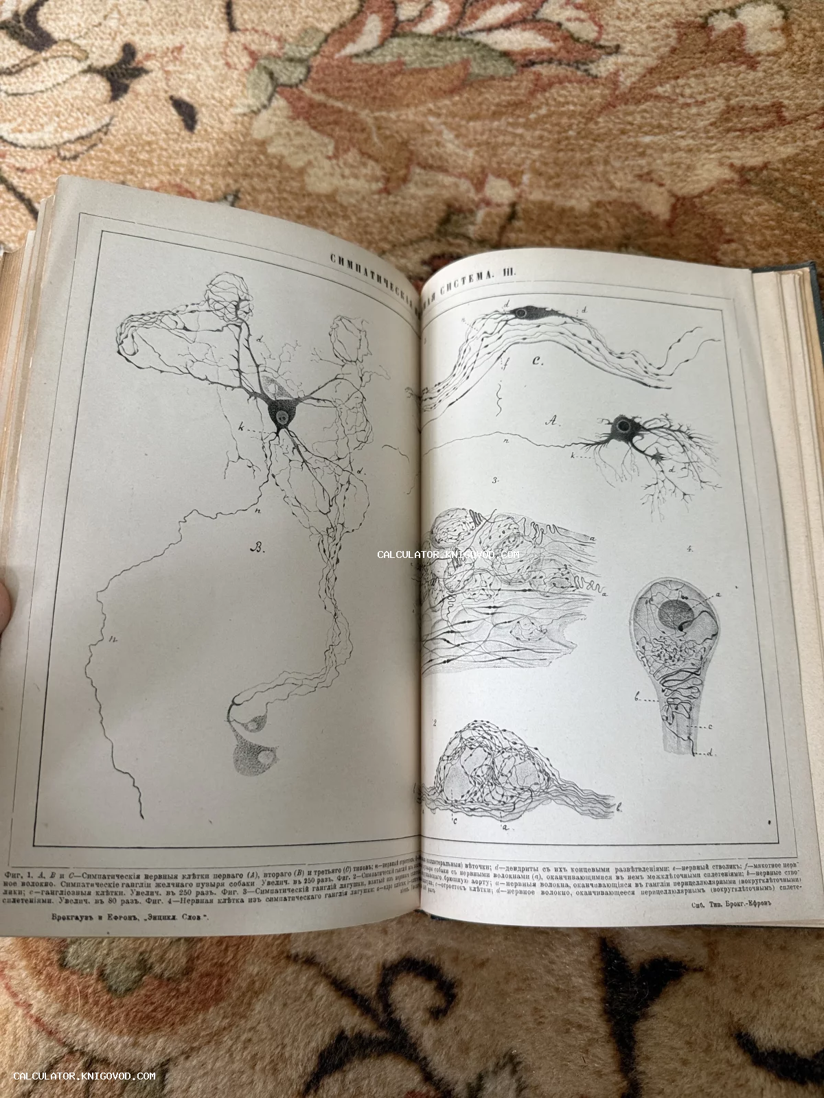 Разворот антикварной книги с черно-белыми гравюрами нервных клеток и волокон симпатической нервной системы на старой бумаге.