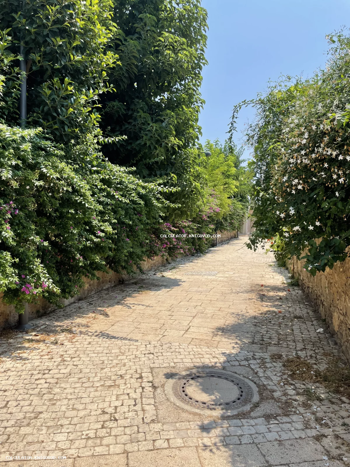 Вид на узкую дорожку, выложенную старым светлым камнем, окруженную высокими зелеными кустарниками с розовыми и белыми цветами под ясным небом.
