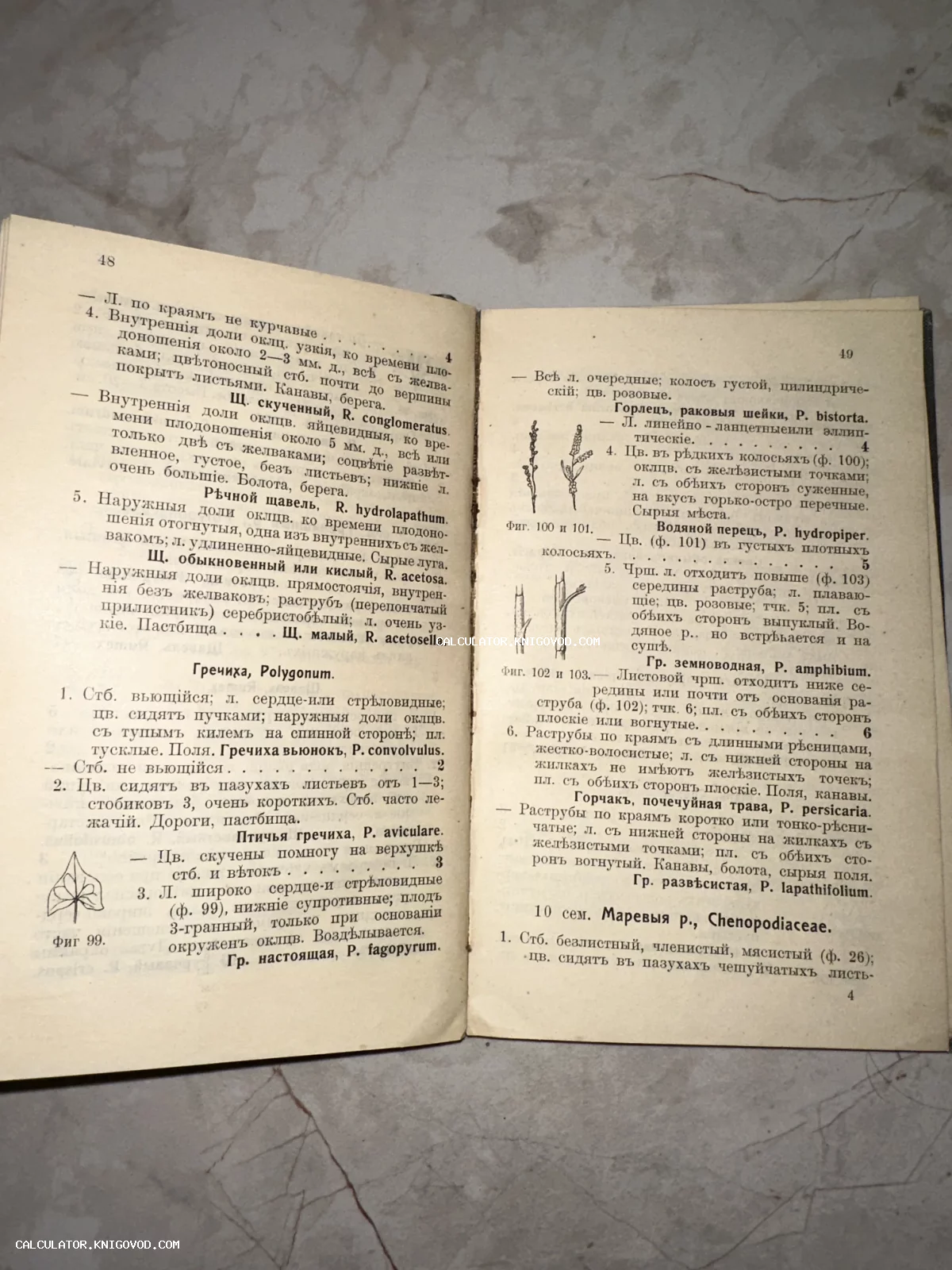 Разворот старинной книги с ботаническими описаниями растений семейства Гречишные и Маревые на дореволюционном русском языке.