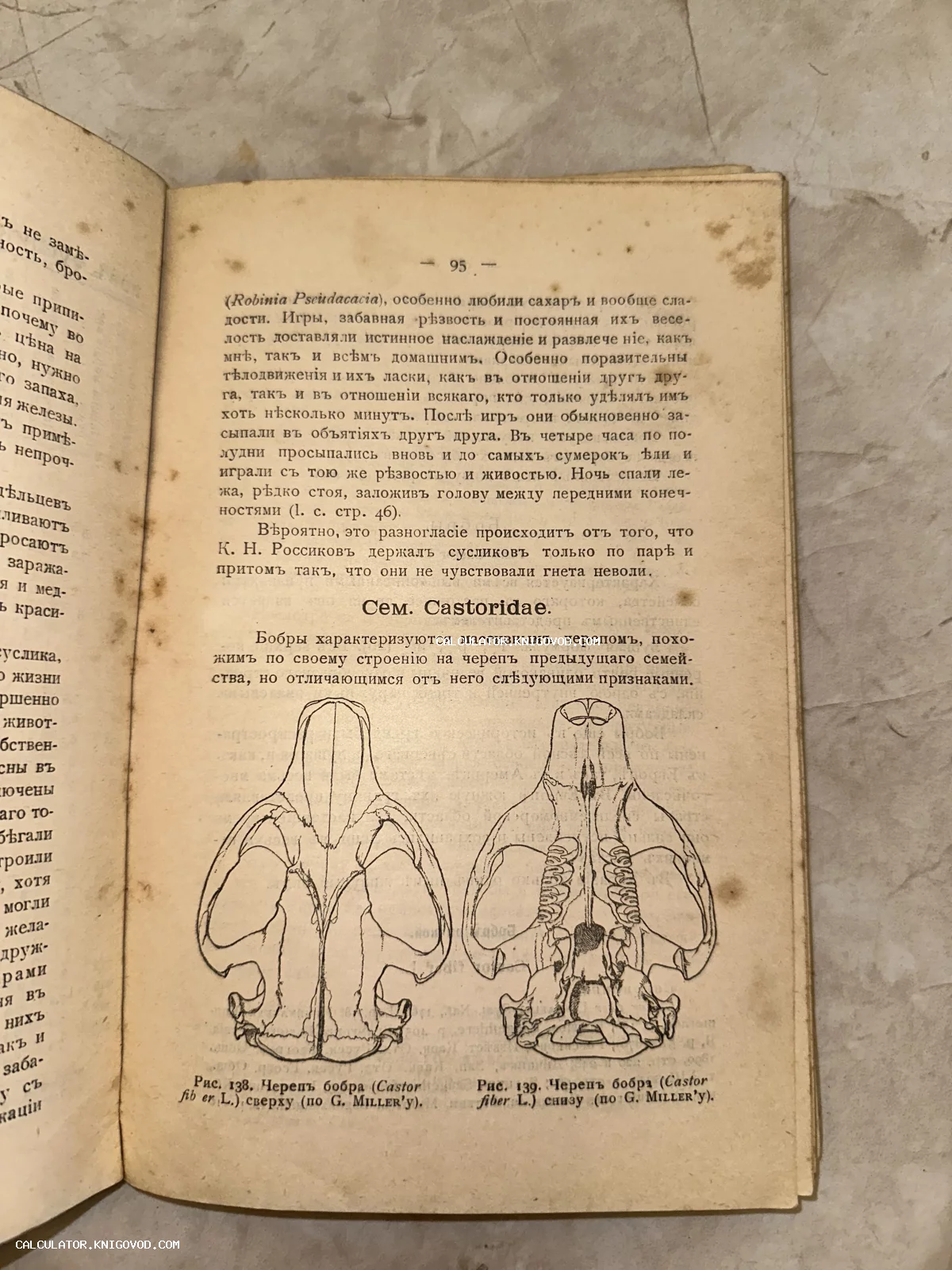 Разворот старинной книги с анатомическими рисунками черепа бобра и текстом в дореволюционной орфографии.