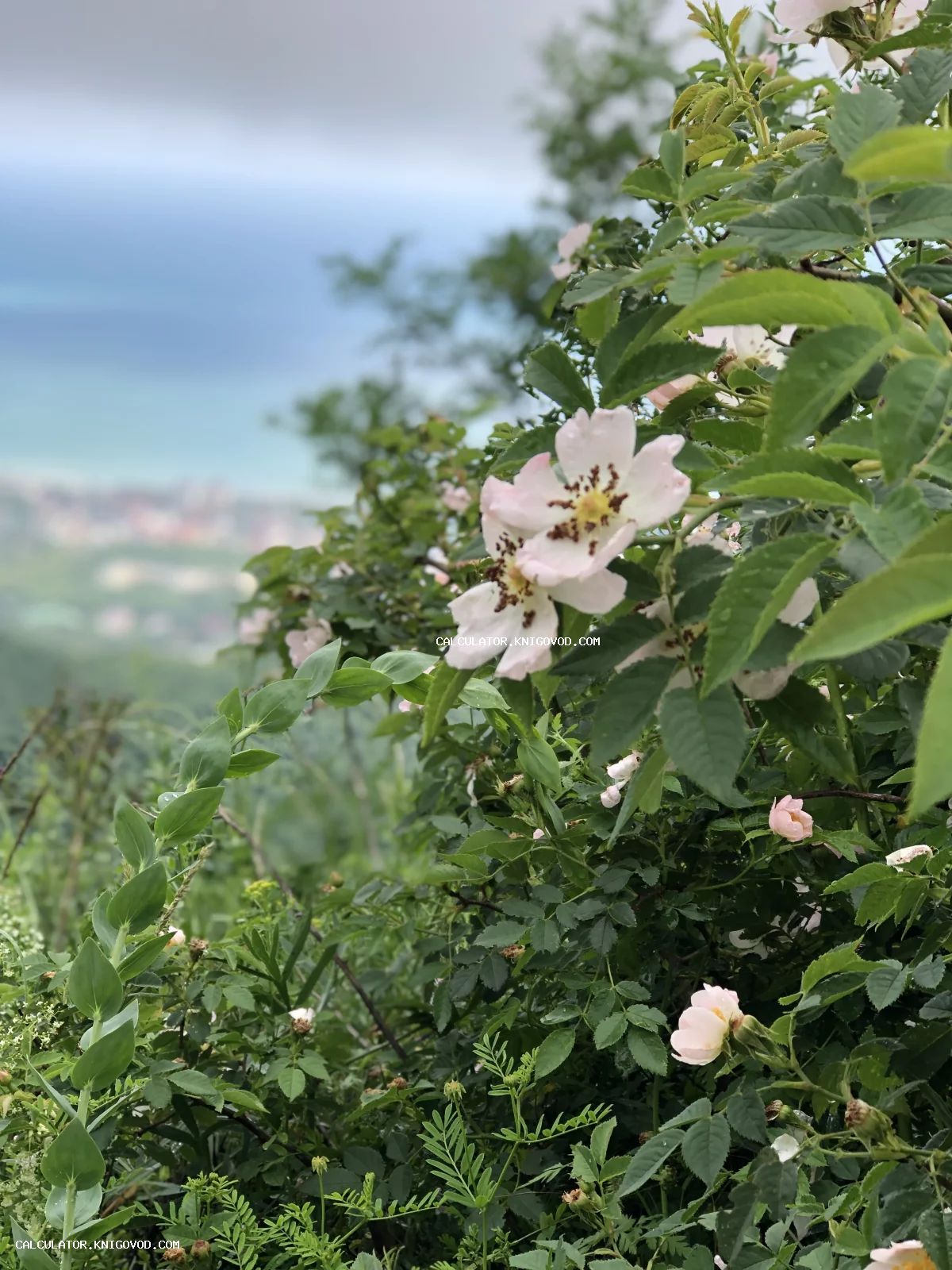 Цветы нежно-розового дикого шиповника на фоне размытого городского пейзажа и моря под туманным небом.