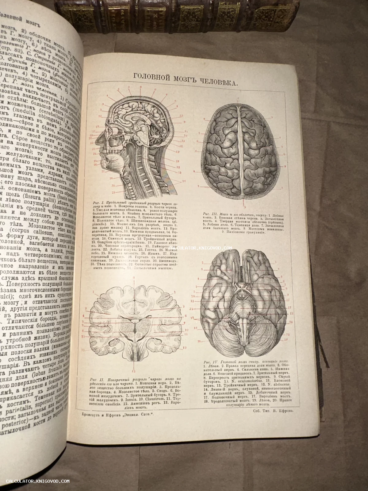 Разворот старинной книги с анатомическими схемами строения головного мозга человека, выполненными в технике литографии, с текстом на дореволюционном русском языке.