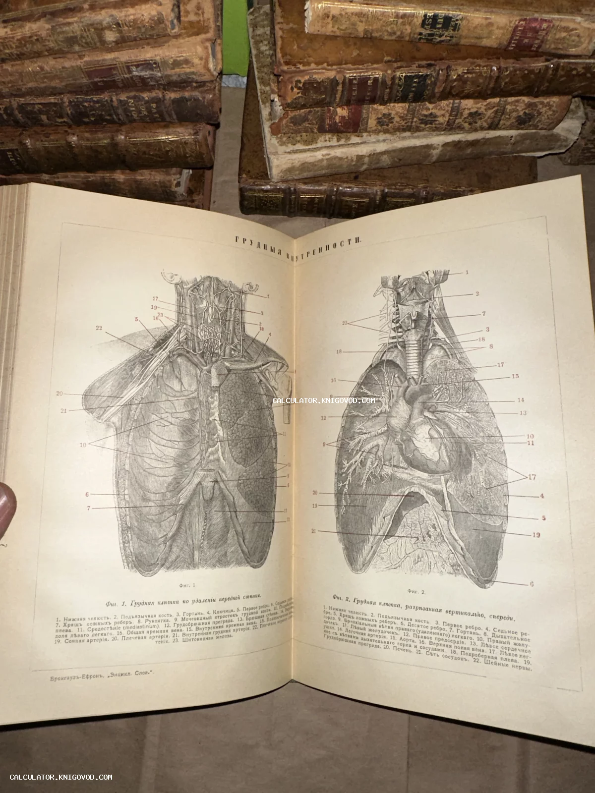 Разворот антикварной книги с детальными анатомическими гравюрами грудной клетки человека и внутренних органов на фоне старинных фолиантов.