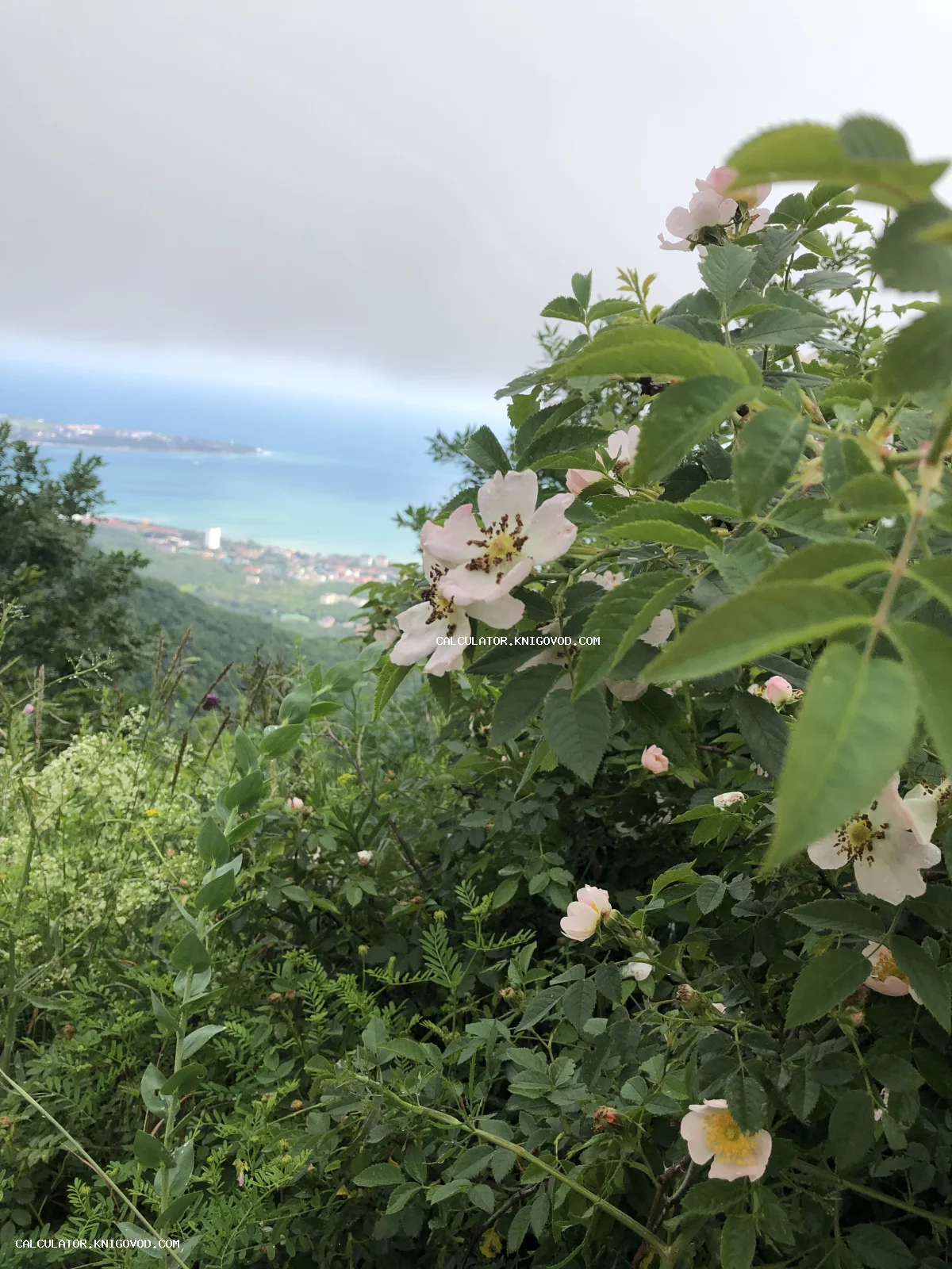 Крупный план нежных белых цветов шиповника на склоне горы с видом на бирюзовое море и город в туманной дымке.