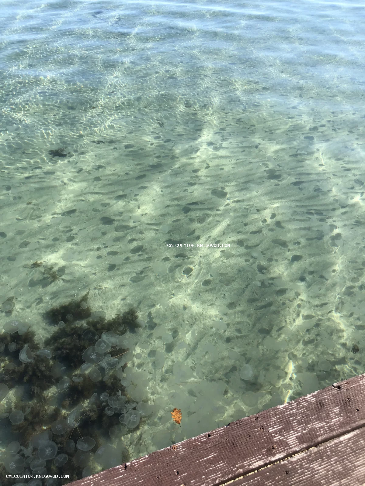 Вид сверху на прозрачную морскую воду с песчаным дном, в которой плавает множество полупрозрачных медуз рядом с краем деревянного пирса.