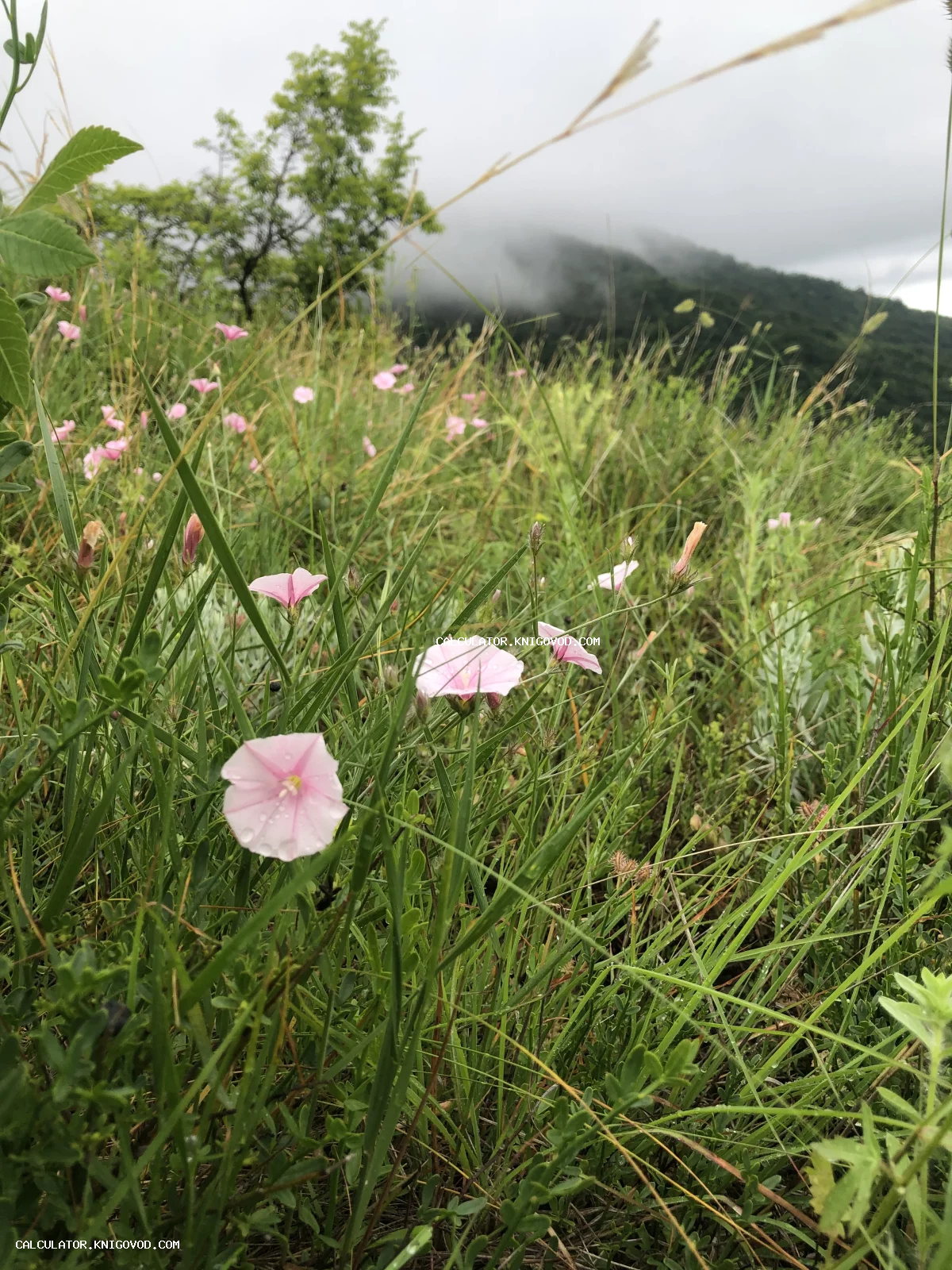 Нежно-розовые дикие цветы вьюнка в высокой зеленой траве на фоне горного хребта, окутанного туманом.