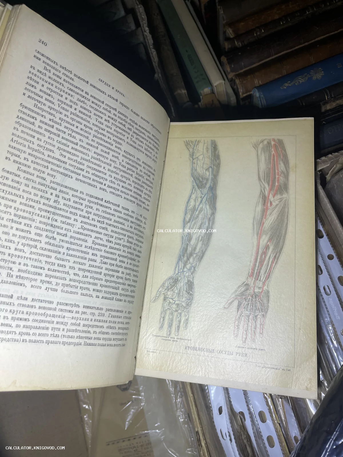 Разворот старинной книги с анатомической иллюстрацией вен и артерий руки, текст на дореволюционном русском языке.