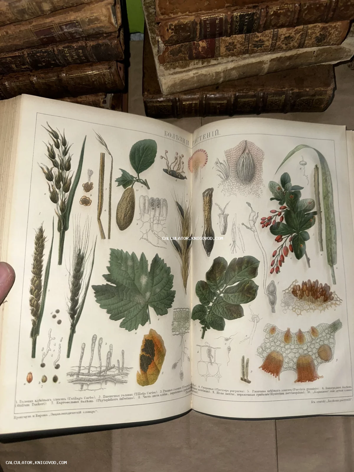 Разворот старинной книги с цветной ботанической иллюстрацией болезней растений на фоне стопки антикварных томов в кожаных переплетах.