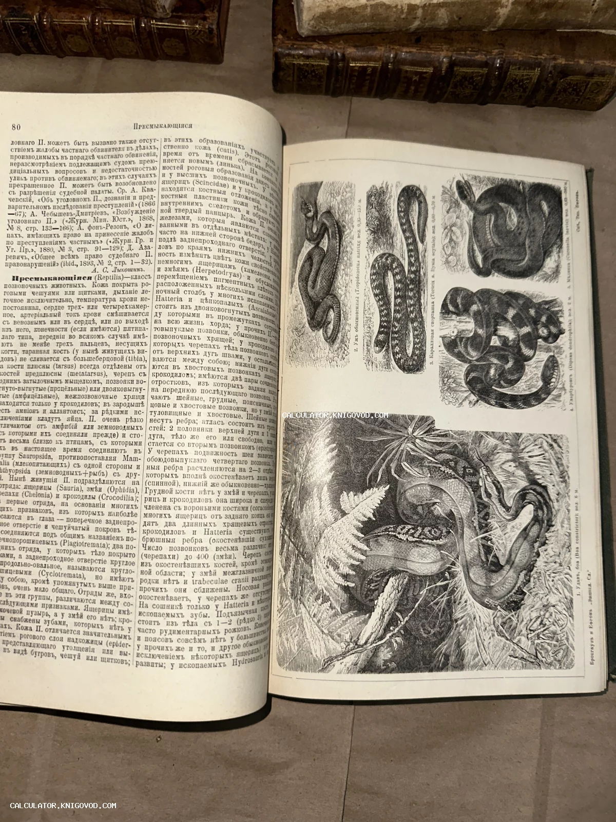 Разворот антикварной книги с текстом на дореволюционном русском языке и гравюрой, изображающей различных змей.