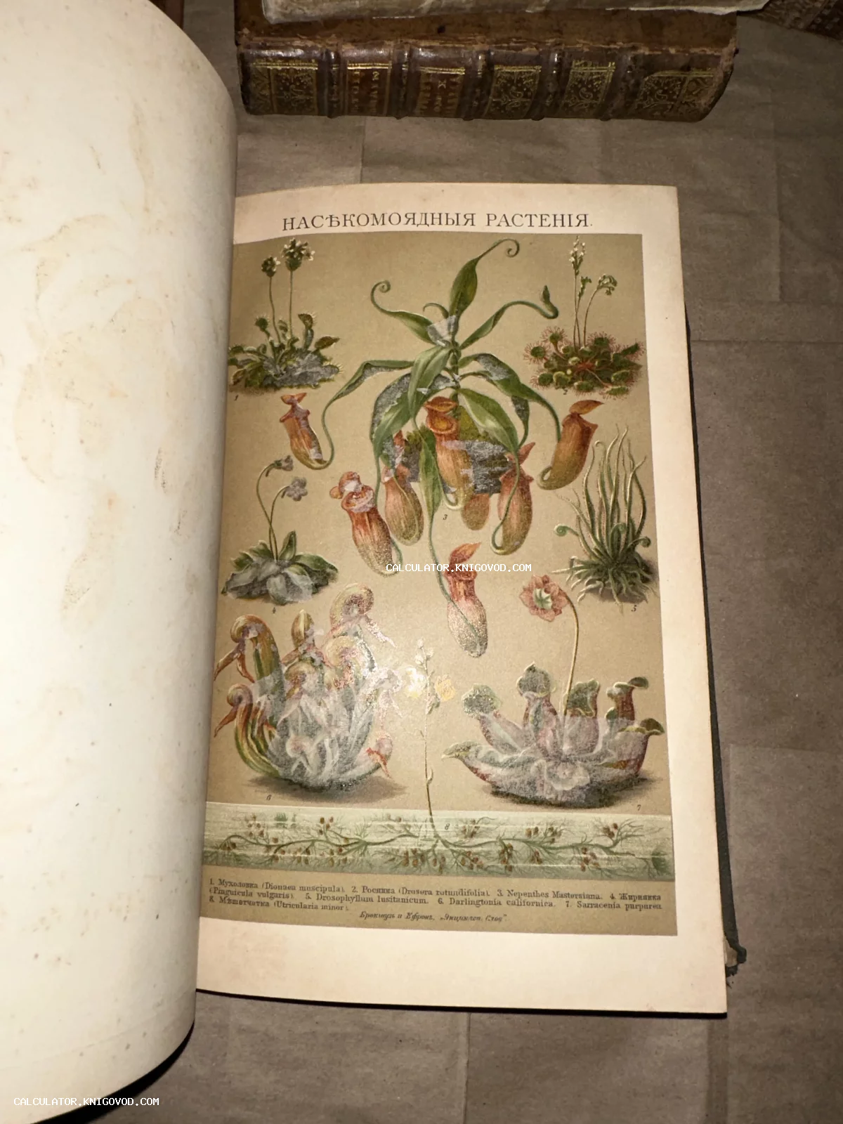 Разворот антикварной книги с цветной литографией, изображающей различные виды хищных растений: непентес, росянка, венерина мухоловка.