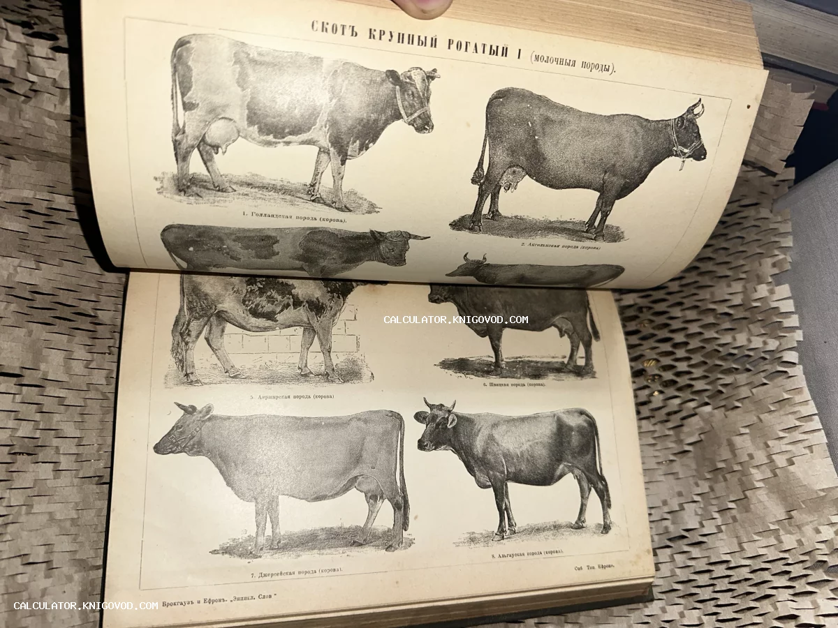 Разворот старинной книги с черно-белыми гравюрами молочных пород коров и текстом на дореволюционном русском языке.