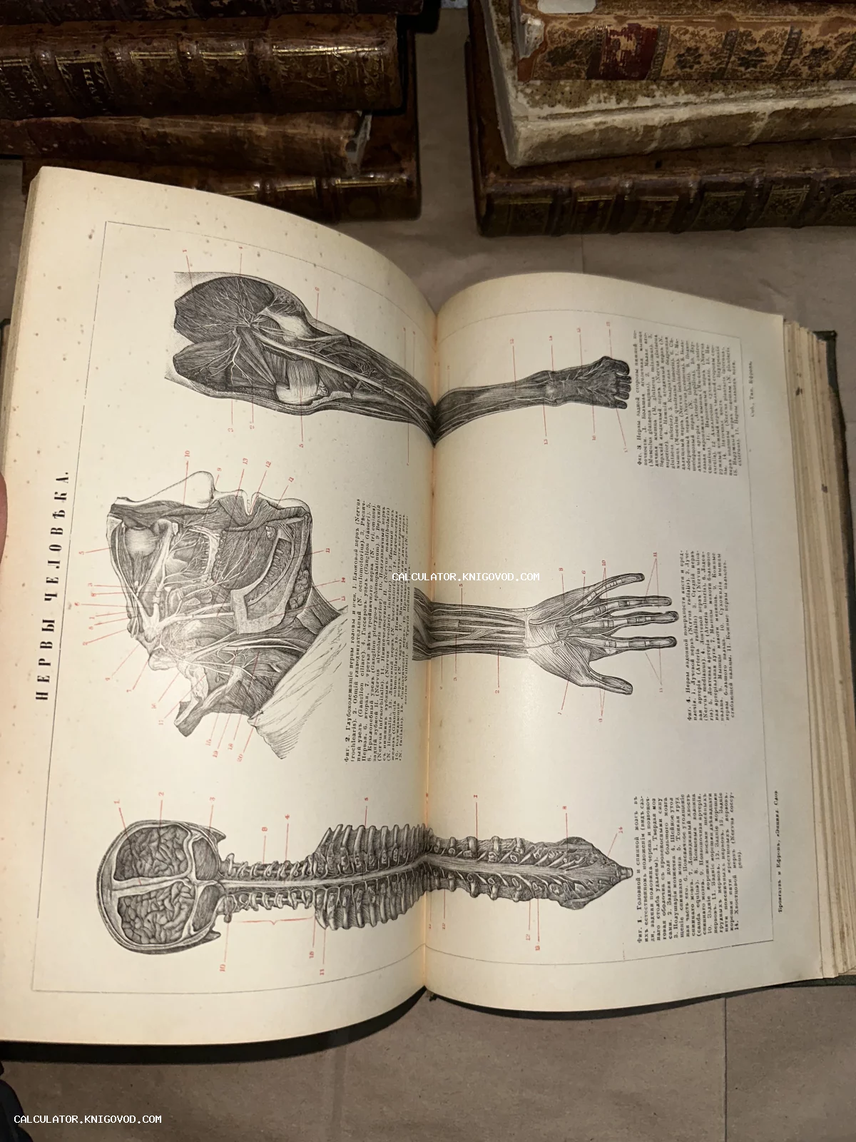 Разворот старинной книги с детализированными гравюрами нервов головы, рук и позвоночника человека на русском языке.