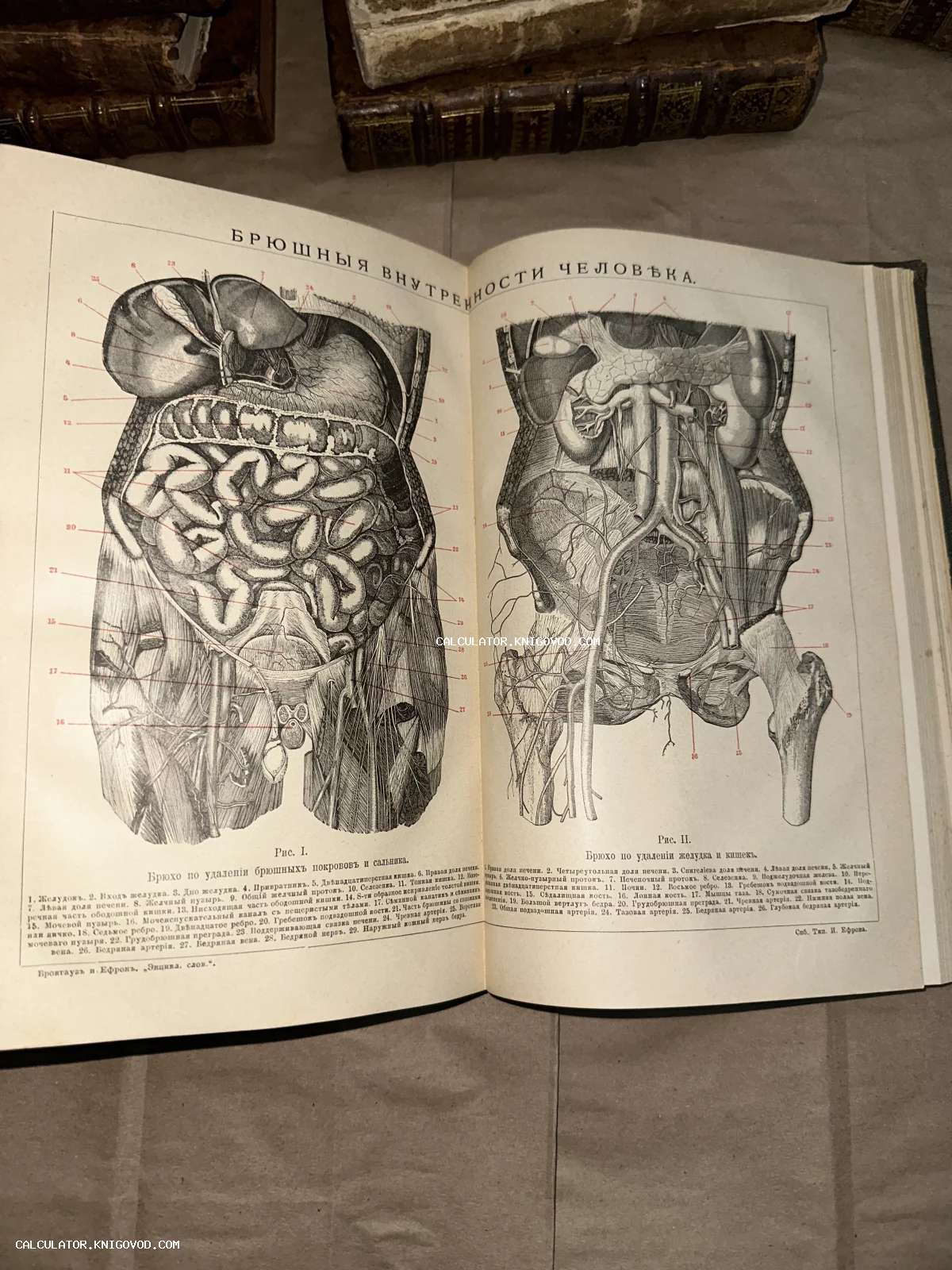 Разворот антикварной книги с детальной черно-белой гравюрой строения органов брюшной полости человека и подписями на дореволюционном русском языке.