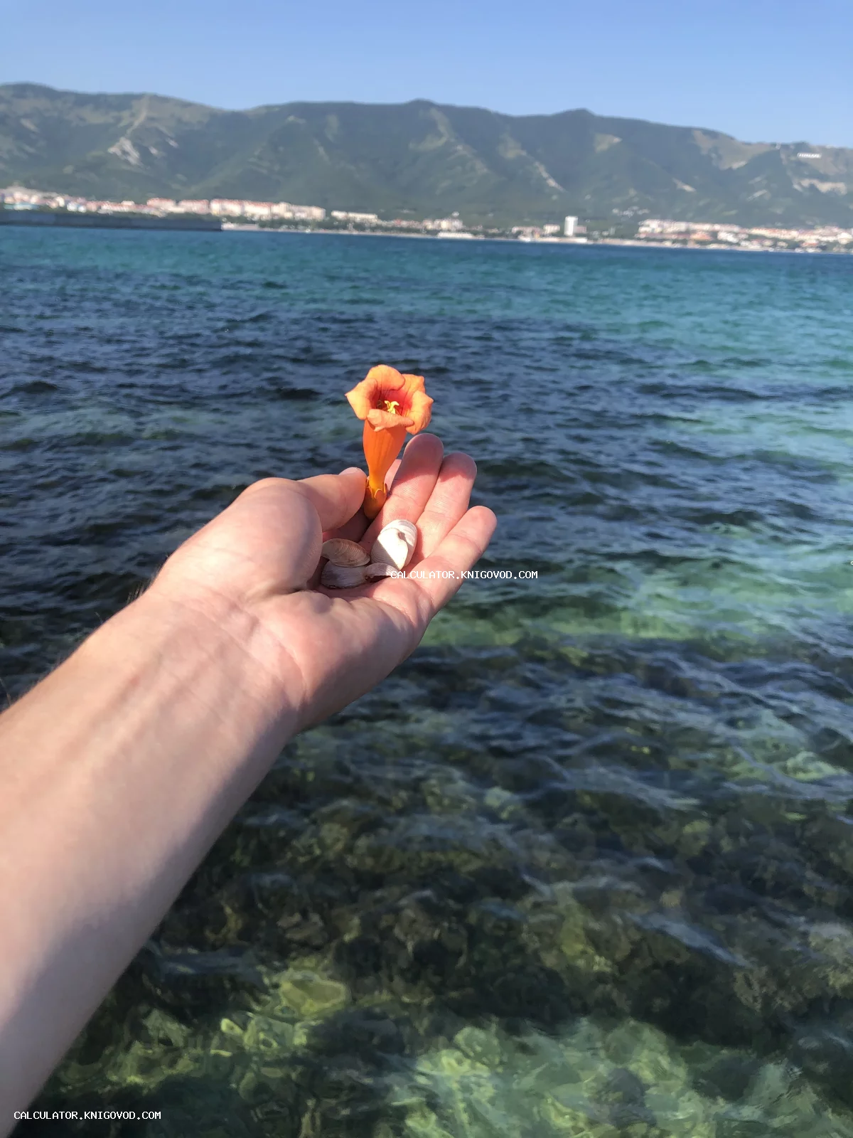 Мужская ладонь с оранжевым цветком кампсиса и ракушками на фоне бирюзового моря и гор
