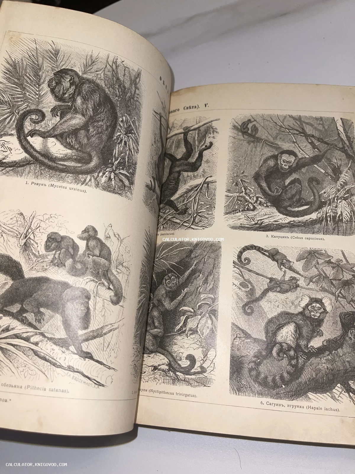 Разворот антикварной книги с детализированными черно-белыми гравюрами приматов и подписями на дореволюционном русском языке.