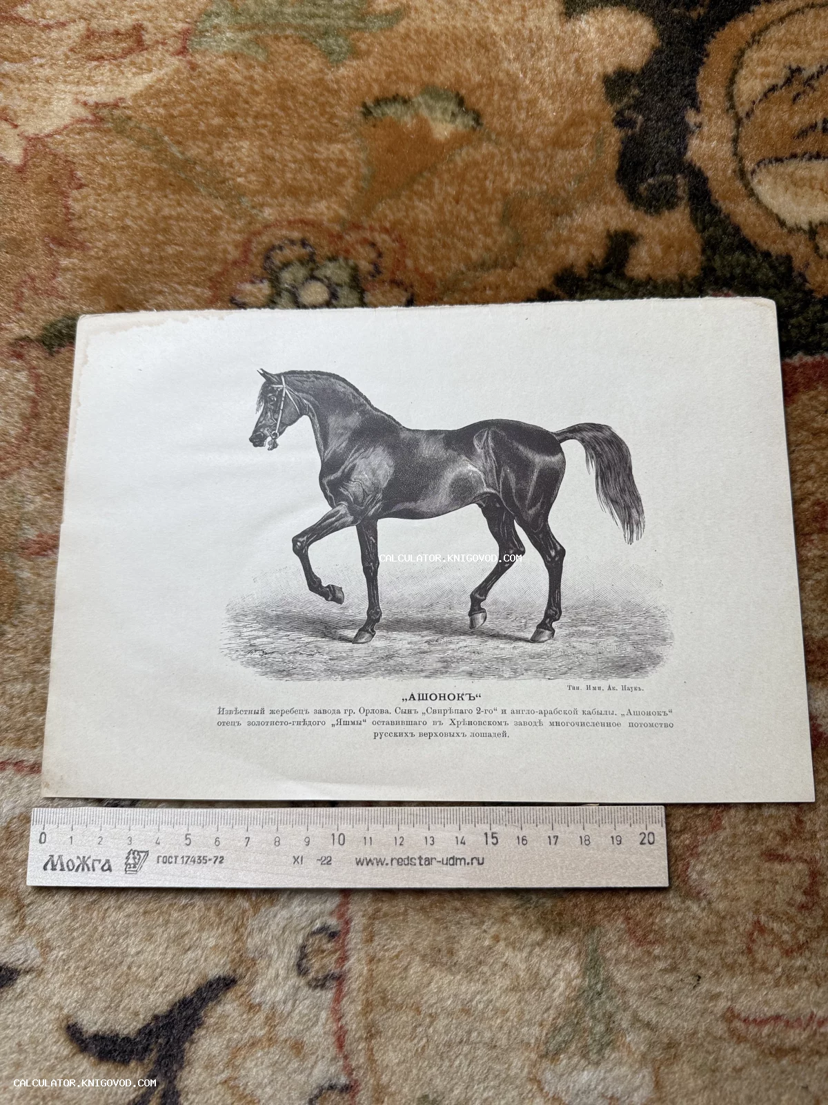 Черно-белая антикварная гравюра с изображением жеребца по имени Ашонок и дореволюционным текстом о его происхождении.