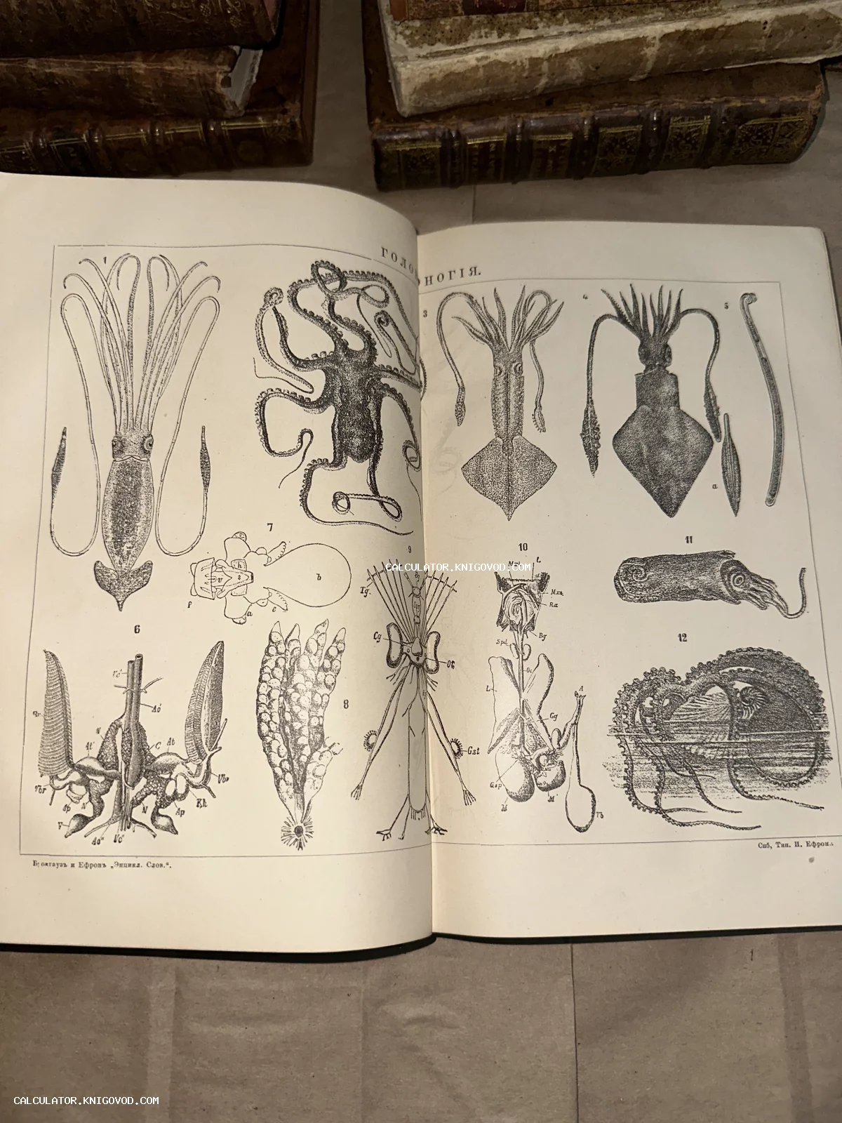 Разворот антикварной книги с черно-белыми научными иллюстрациями кальмаров и осьминогов, заголовок Голоногія.