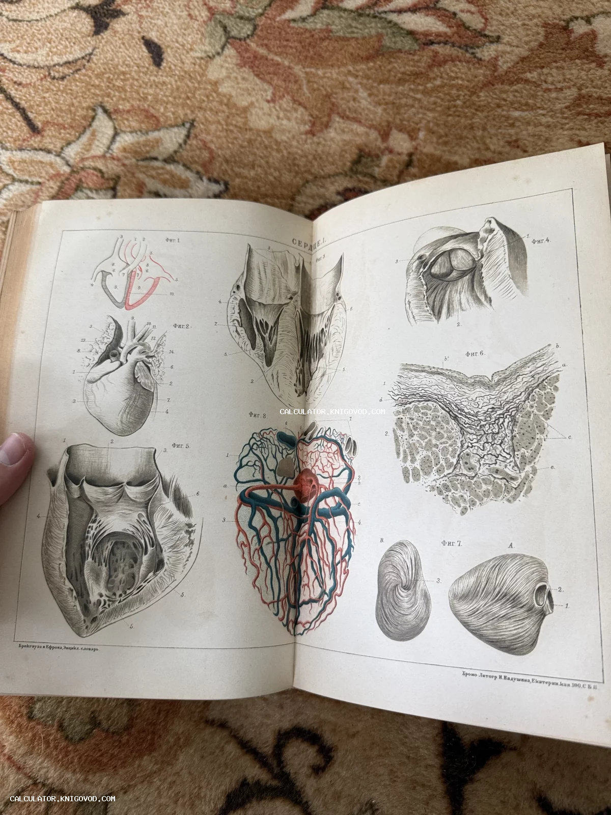 Разворот антикварной книги с детальными цветными и черно-белыми иллюстрациями строения человеческого сердца, хромолитография конца XIX века.