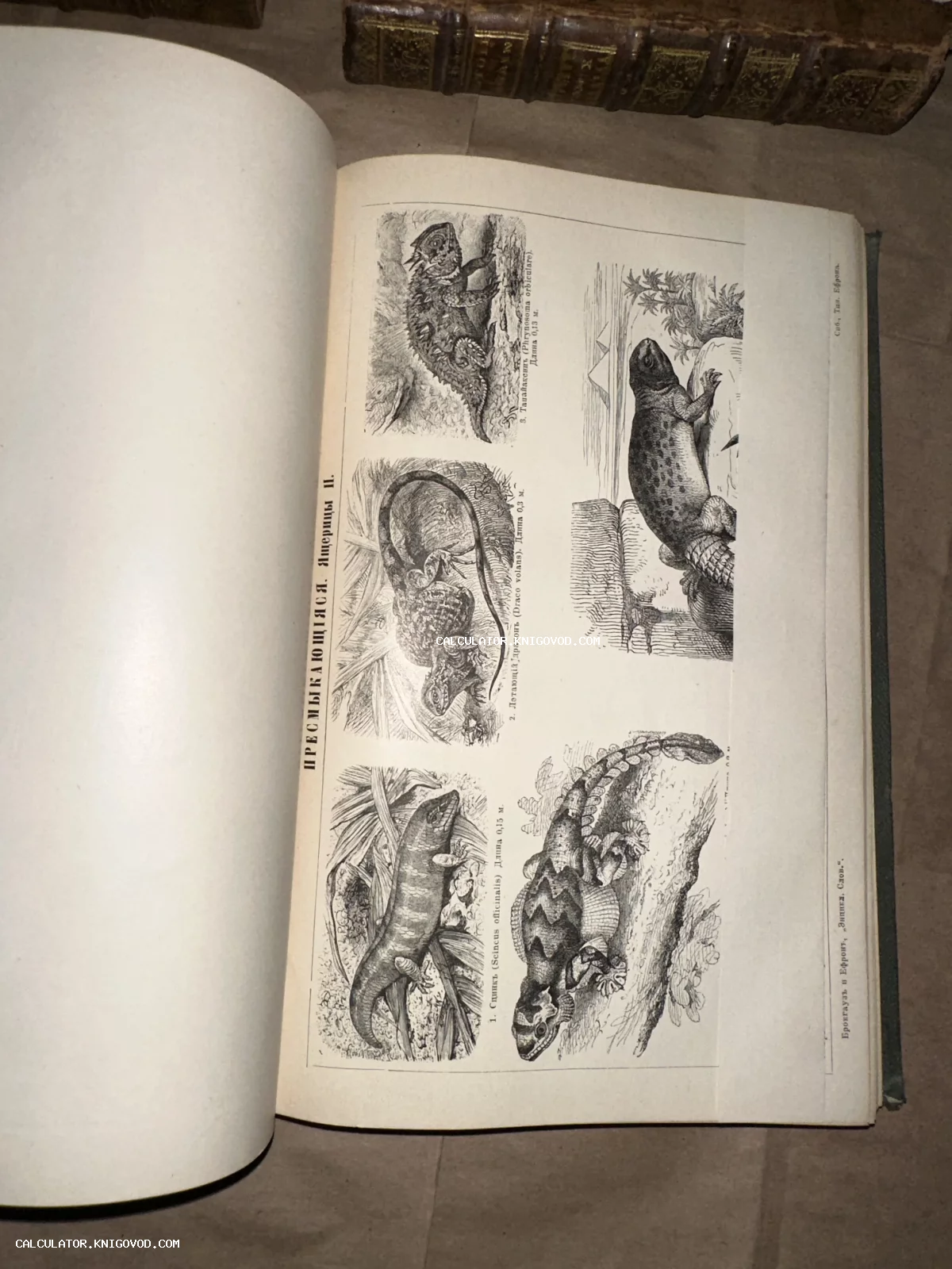 Разворот старинной книги с черно-белыми гравюрами различных видов ящериц и подписями на дореволюционном русском языке.
