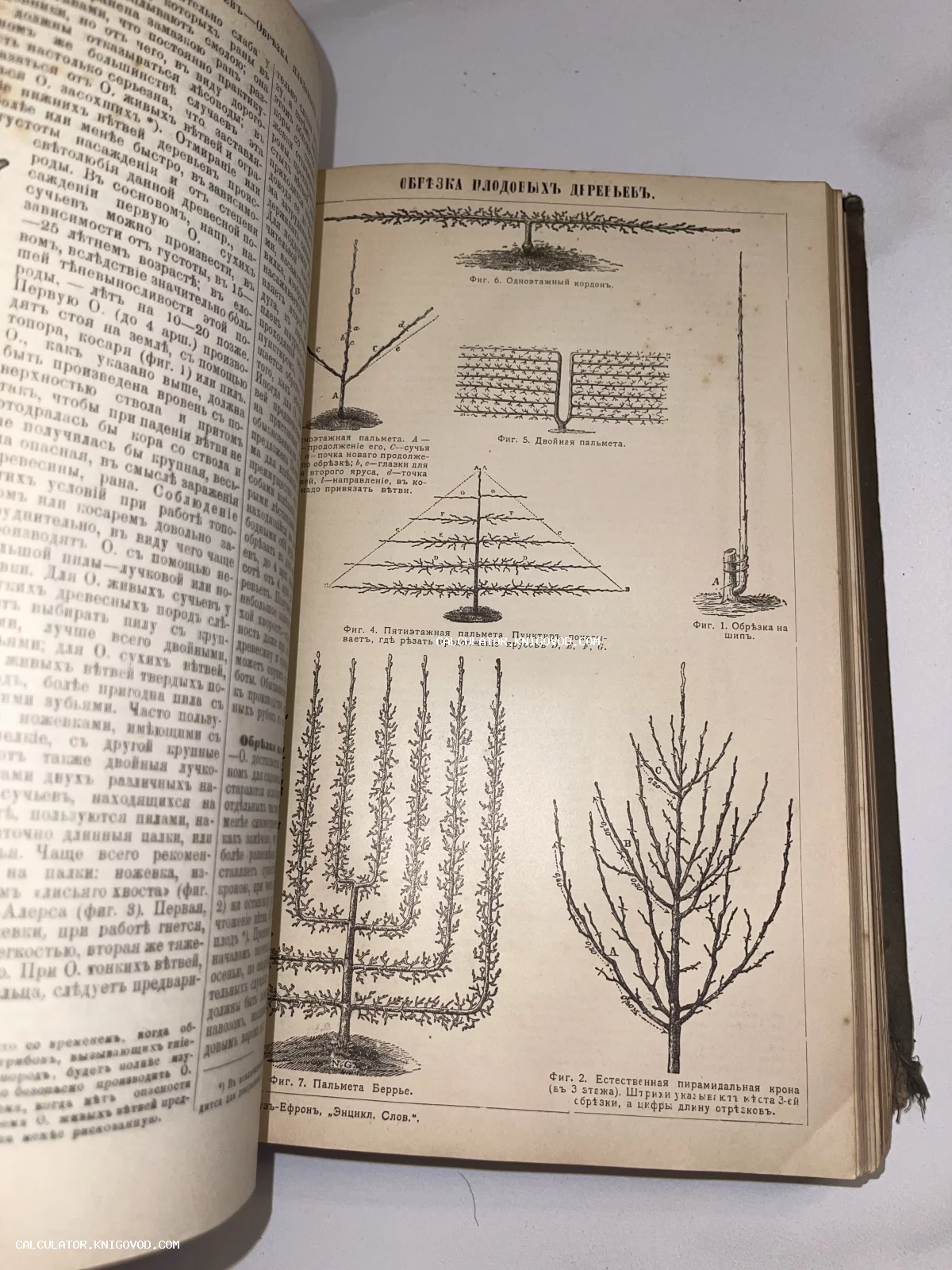 Страница антикварной книги с чертежами и схемами формирования крон плодовых деревьев, выполненная на дореволюционном русском языке.