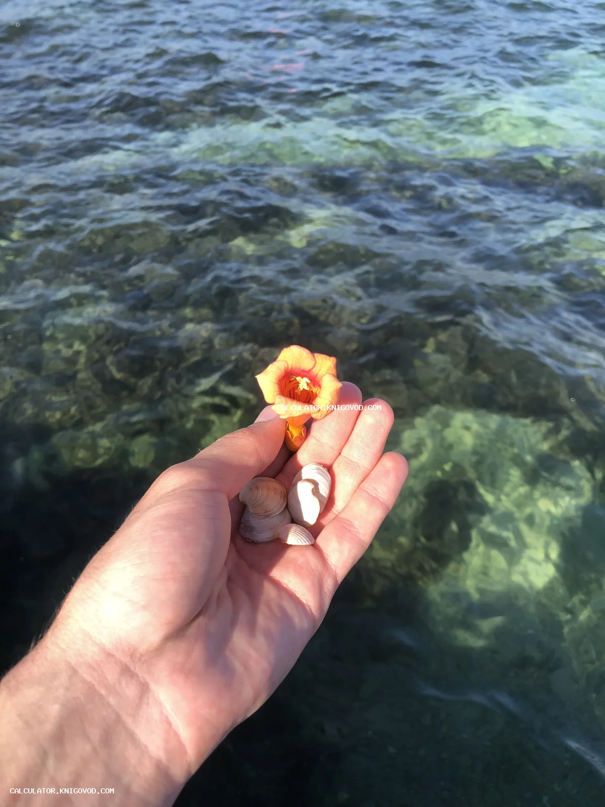 Раскрытая ладонь с морскими ракушками и ярким оранжевым цветком на фоне прозрачной бирюзовой воды.