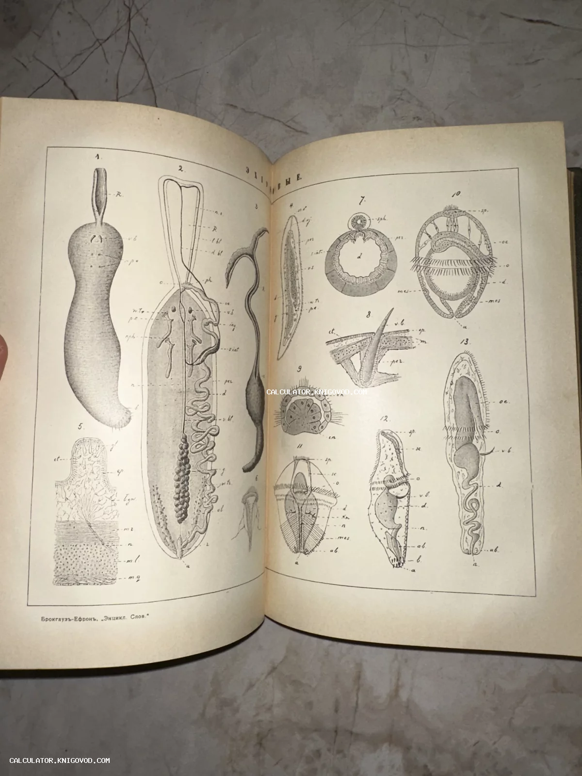 Разворот антикварного тома Брокгауза и Ефрона с биологическими гравюрами микроорганизмов и анатомических срезов.