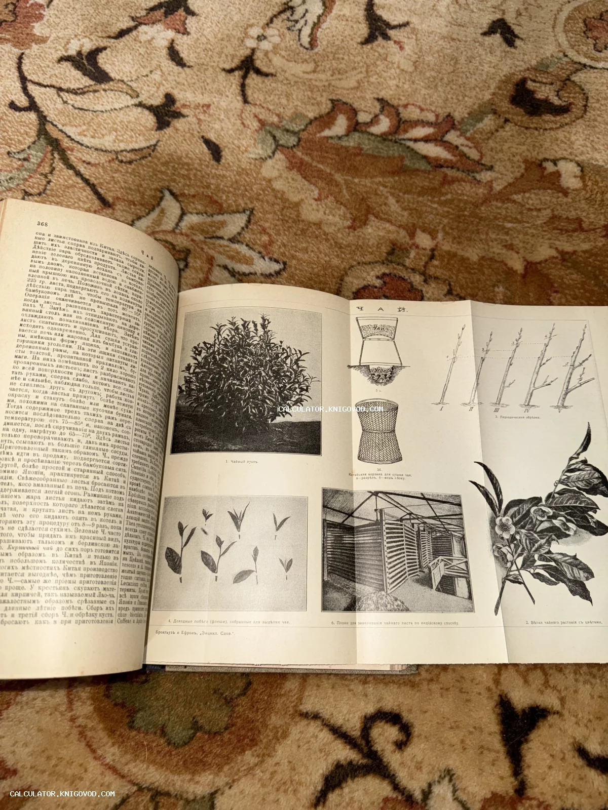 Разворот антикварной книги с текстом на дореволюционном русском языке и иллюстрациями, посвященными выращиванию и обработке чая.