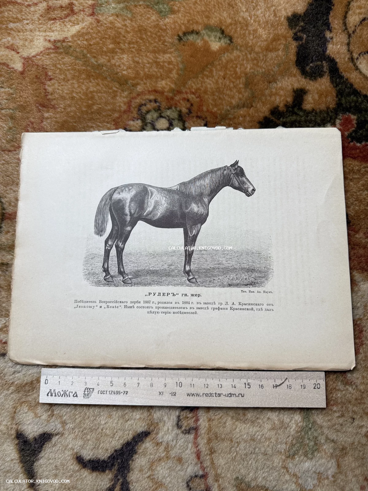 Старинная черно-белая гравюра с изображением породистого жеребца по кличке Рулер, победителя Всероссийского дерби 1887 года.