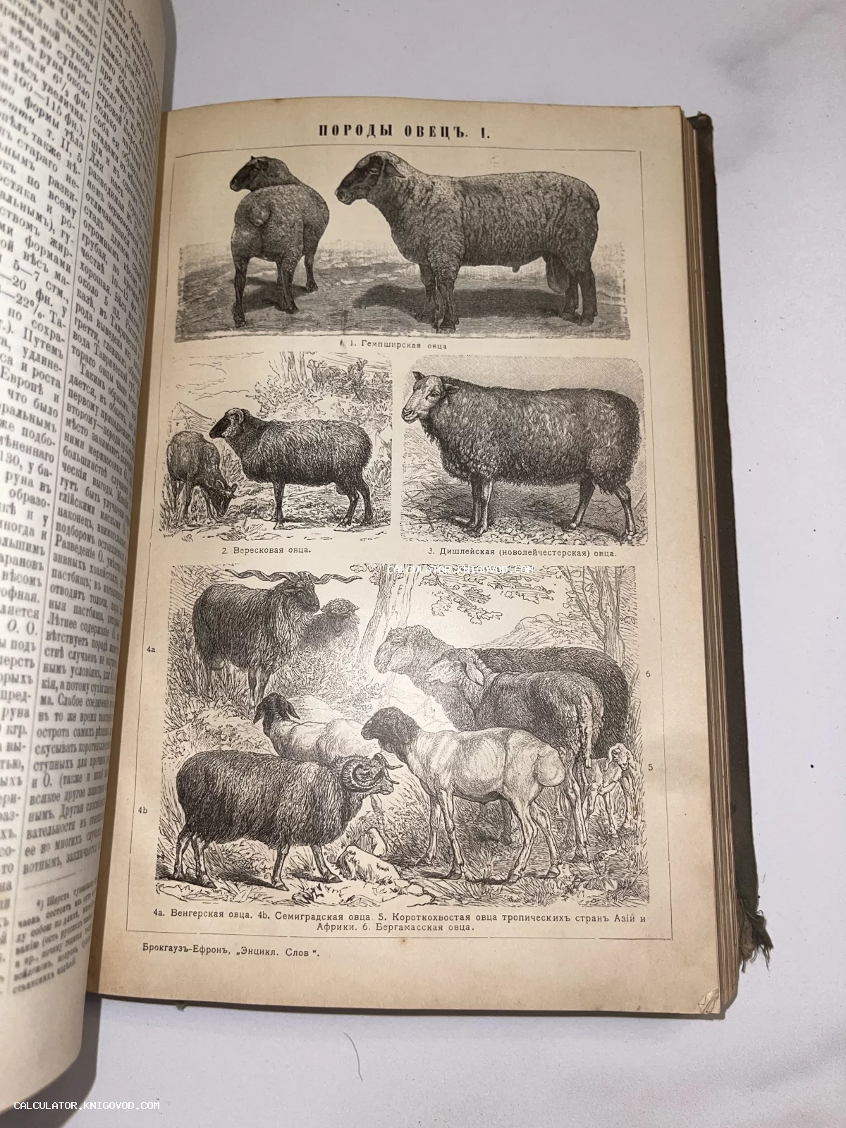 Страница антикварной книги с черно-белыми гравюрами различных пород овец и подписями на дореволюционном русском языке.