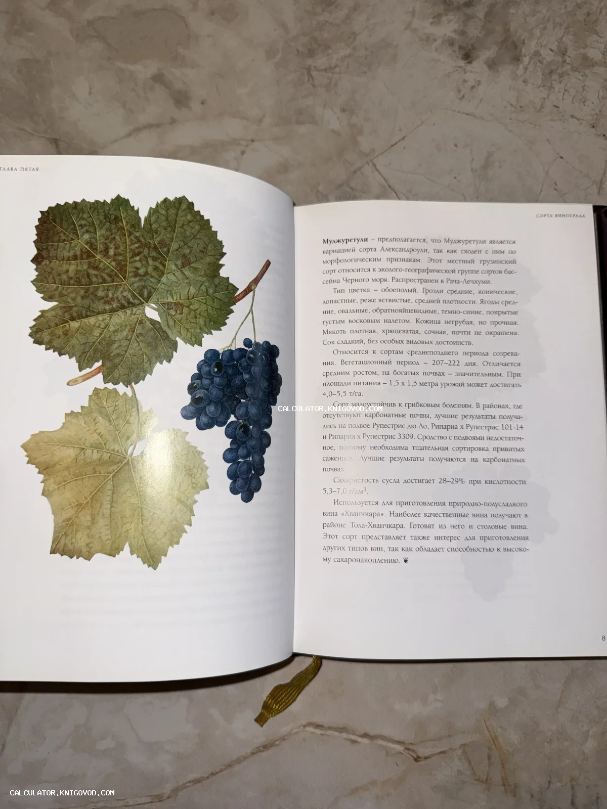 Открытая книга с цветным изображением грозди темного винограда Муджуретули и научным описанием сорта на русском языке.