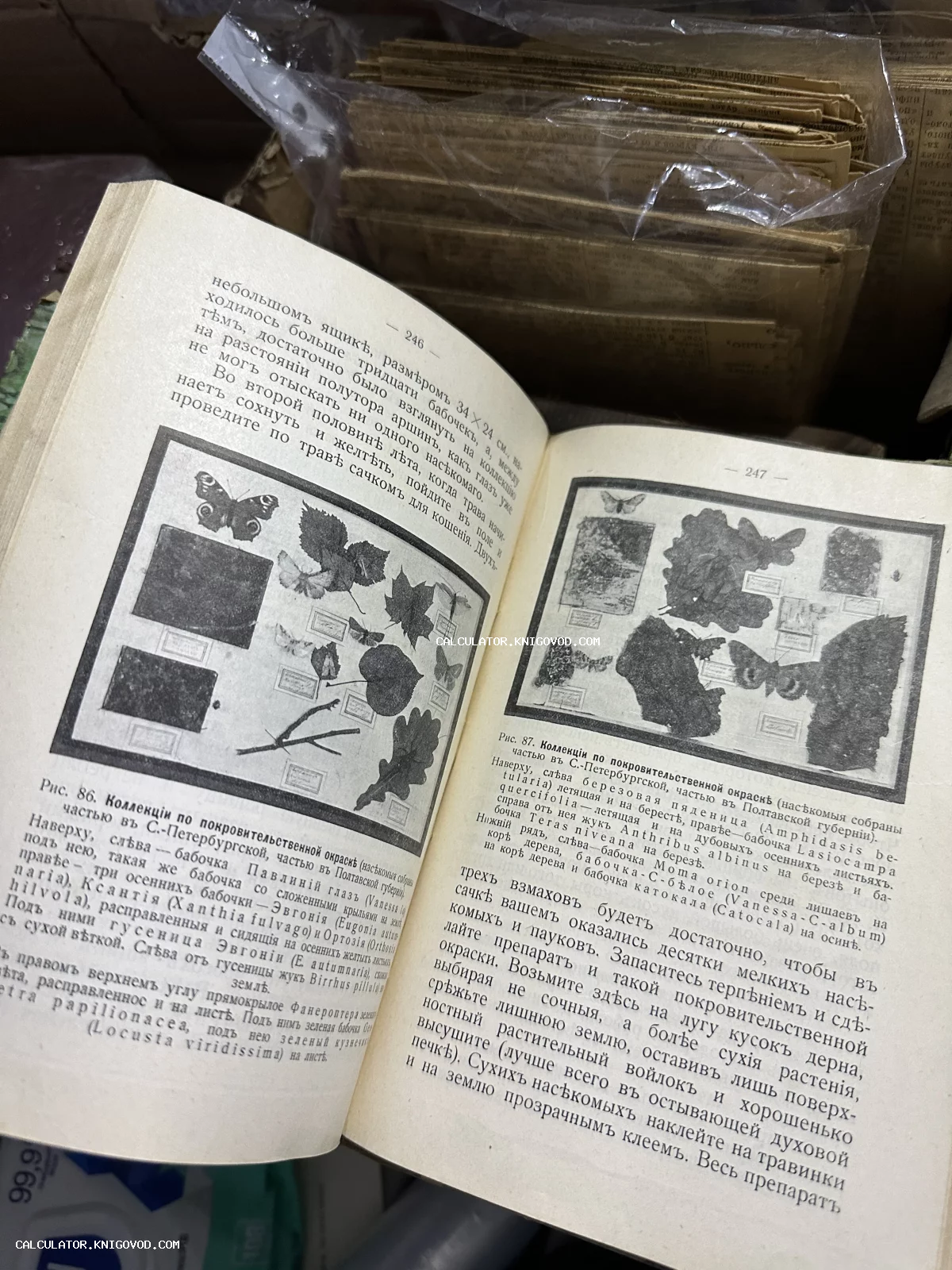 Разворот антикварной книги с черно-белыми иллюстрациями бабочек и текстом на дореволюционном русском языке.