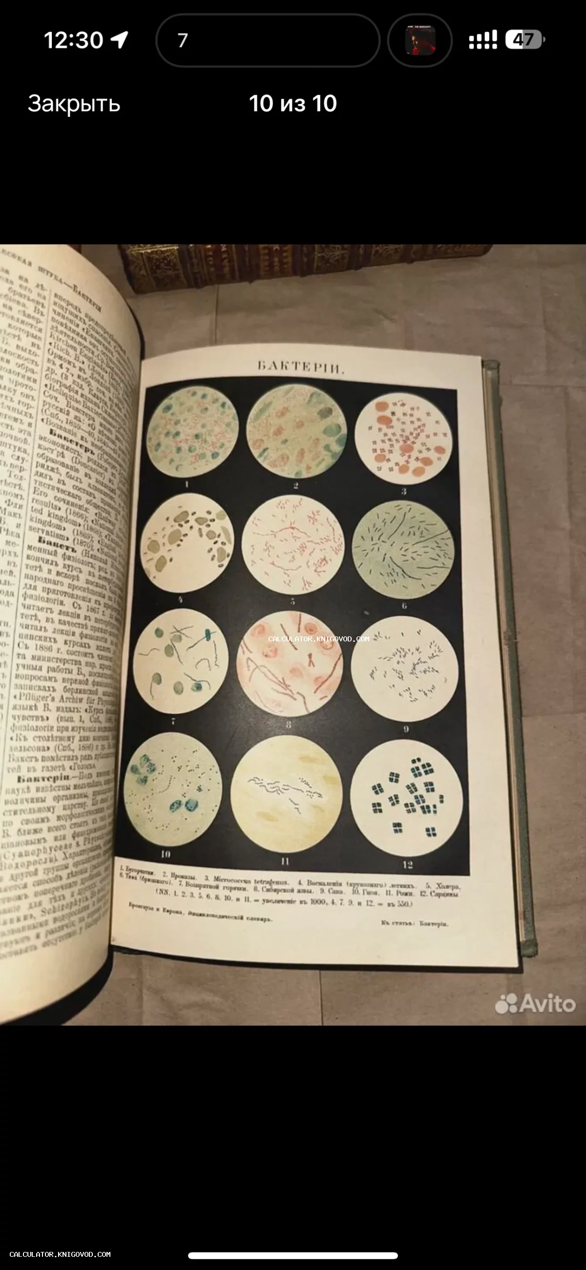 Разворот антикварной книги со статьей и цветной таблицей, изображающей 12 видов бактерий под микроскопом в круглых рамках.