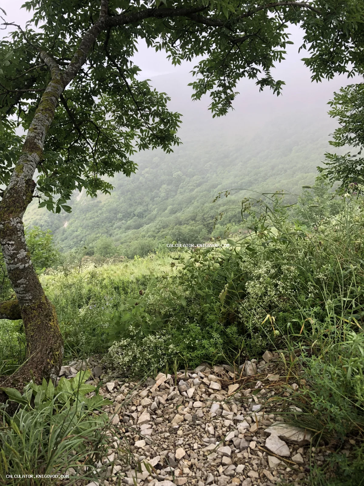 Вид сквозь ветви дерева на поросший лесом горный склон, окутанный густым утренним туманом.