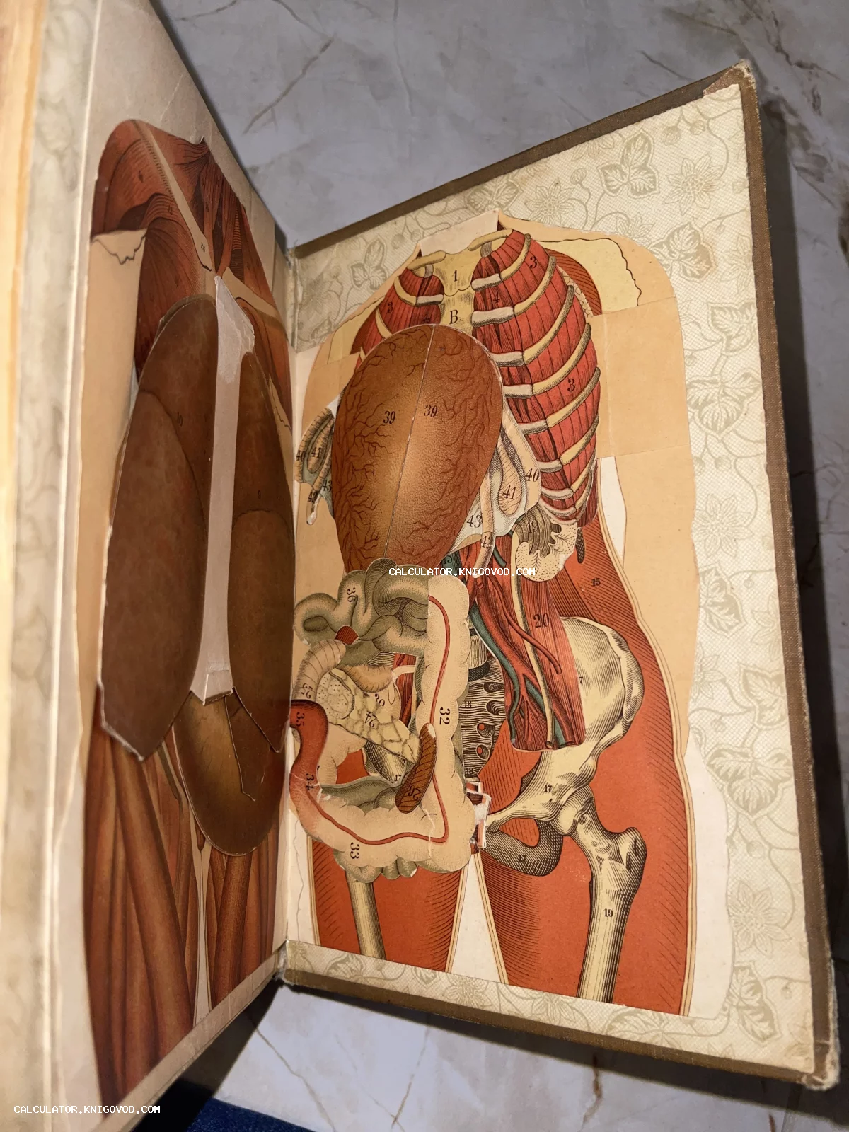 Разворот антикварной книги по анатомии с многослойными бумажными иллюстрациями внутренних органов и скелета человека.