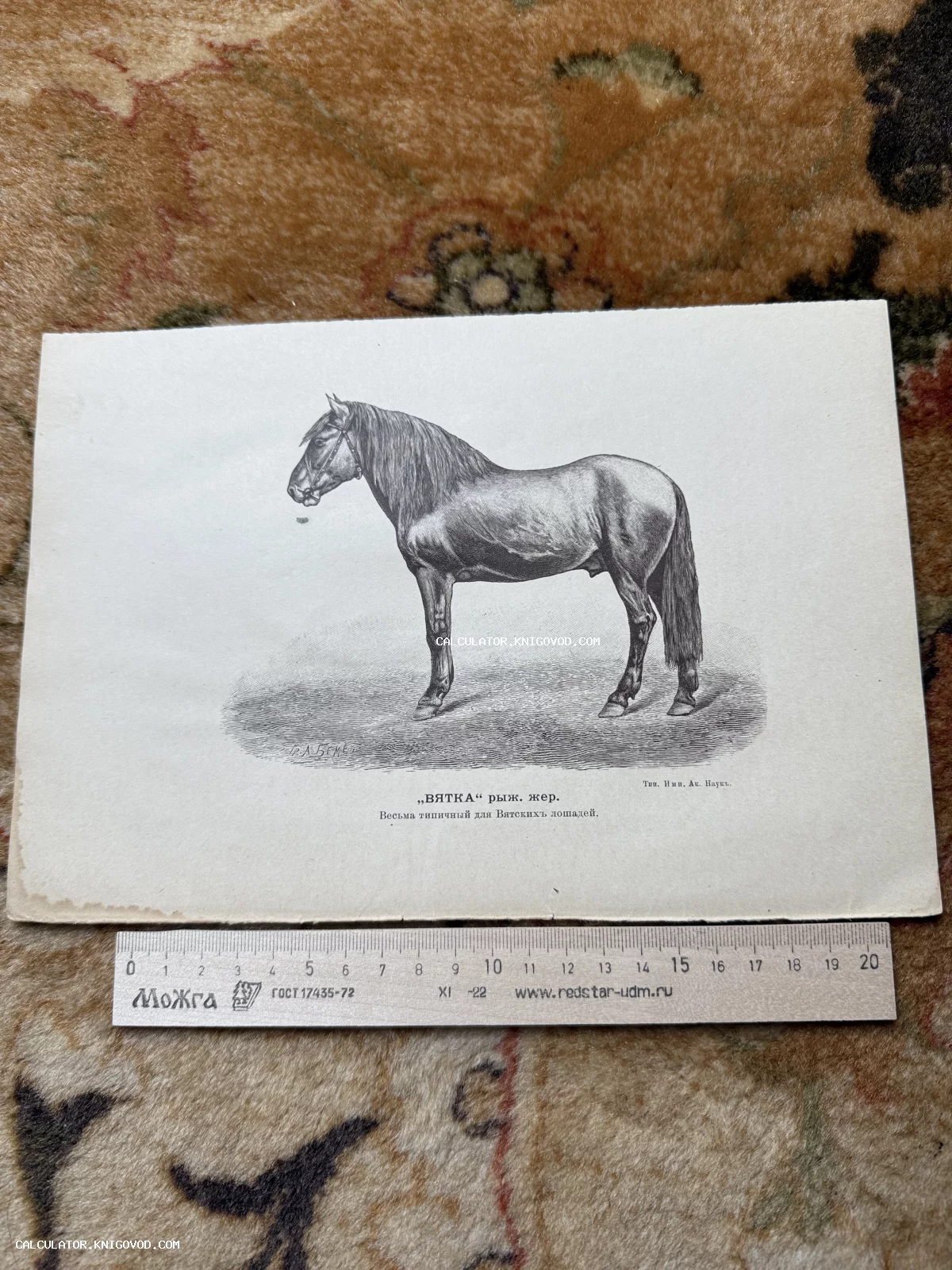 Старинная черно-белая гравюра с изображением вятской лошади в профиль, отпечатанная в типографии Императорской Академии Наук.