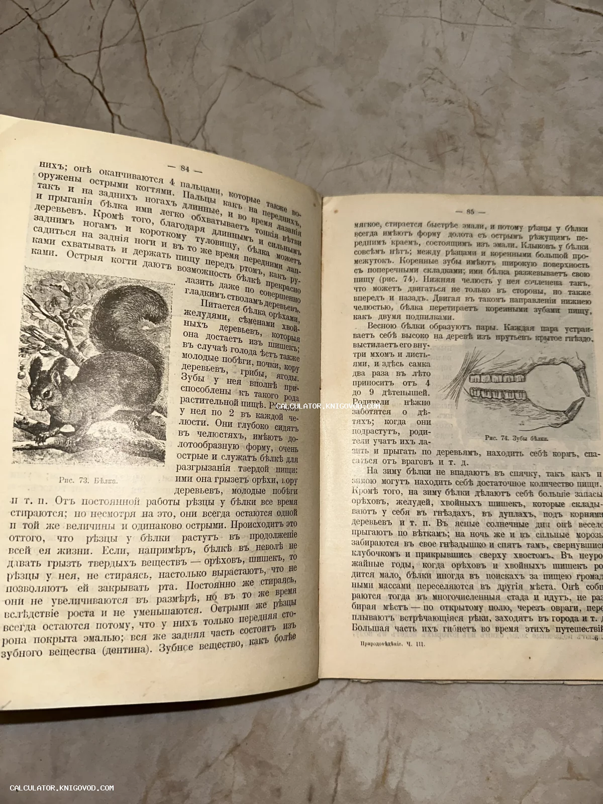 Разворот открытой старинной книги с черно-белой иллюстрацией белки на ветке и схемой строения её зубов. Текст напечатан в дореволюционной орфографии.