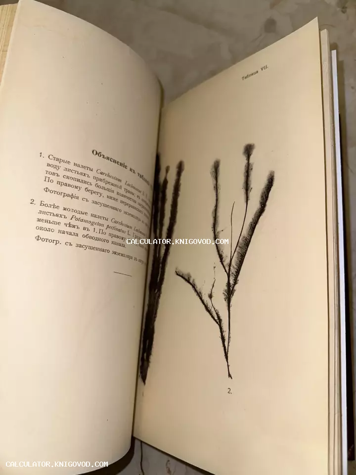 Разворот открытой старинной книги с текстом на дореволюционном русском языке и графической иллюстрацией водных растений на правой странице.