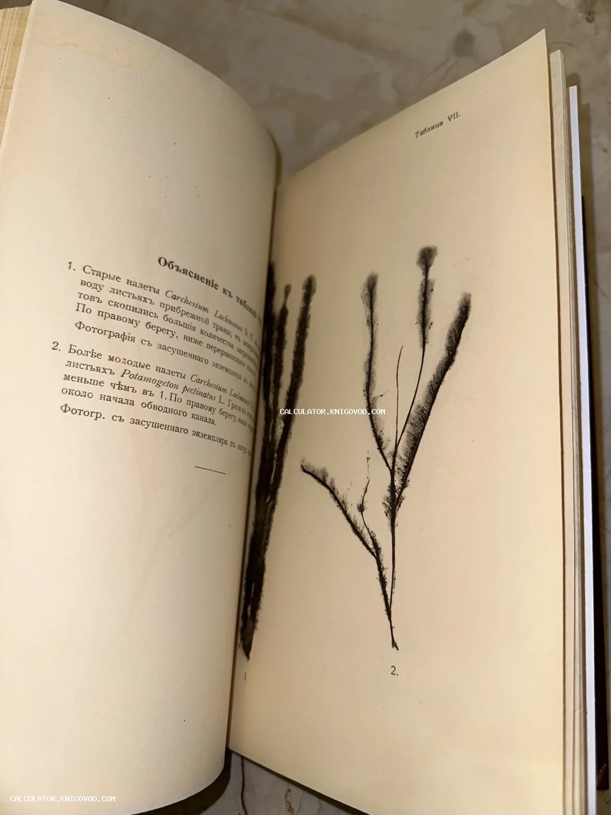 Разворот открытой старинной книги с текстом на дореволюционном русском языке и графической иллюстрацией водных растений на правой странице.