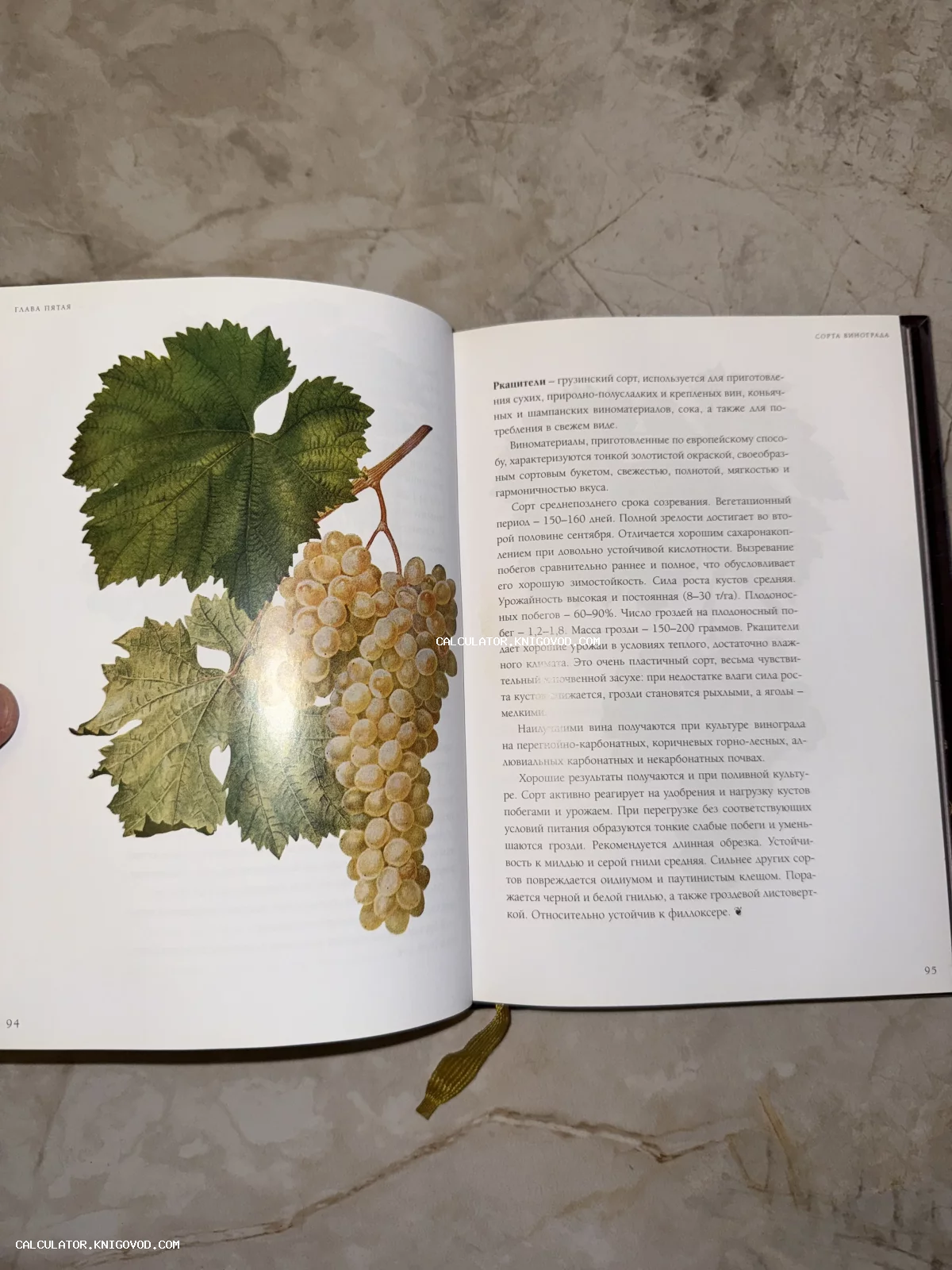 Разворот книги с цветной ботанической иллюстрацией грозди белого винограда сорта Ркацители и описательным текстом на русском языке.