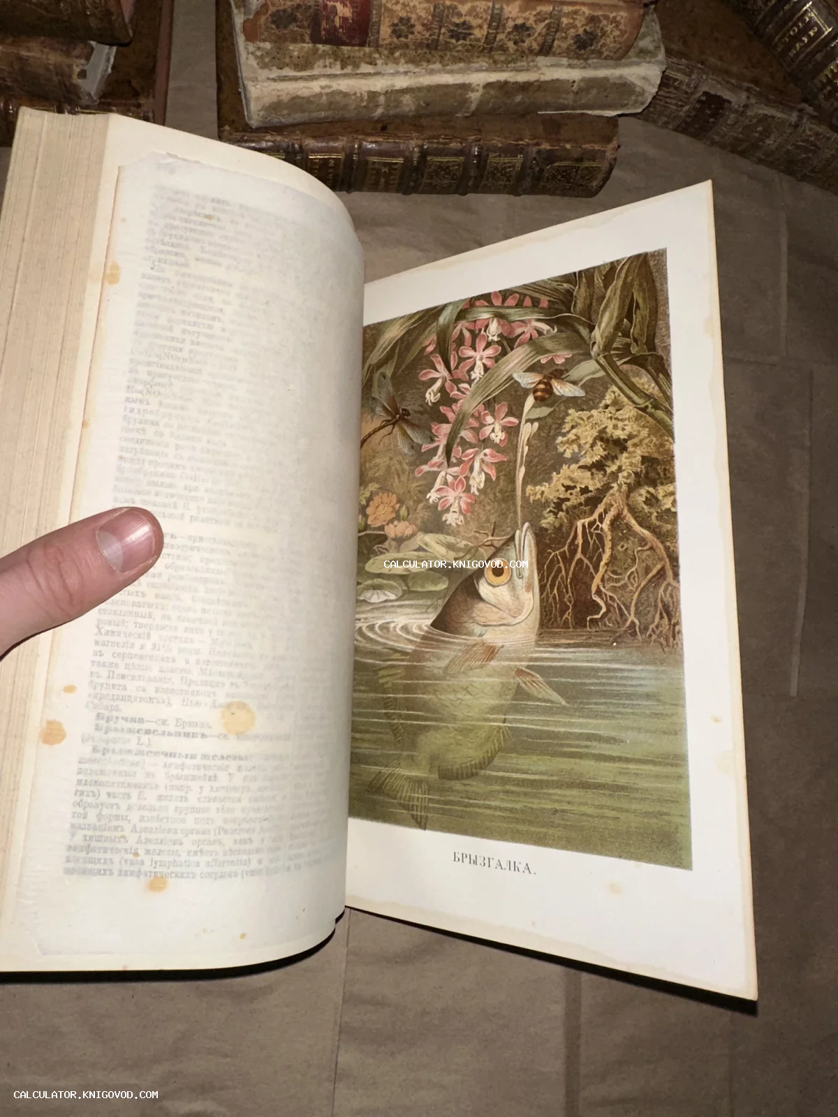 Разворот старинной книги с цветной литографией, изображающей рыбу-брызгалку в момент охоты на насекомое.