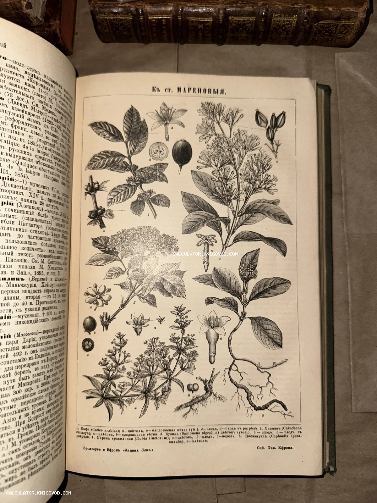 Разворот антикварной книги с детальной ботанической иллюстрацией растений семейства Мареновые, включая кофе и хинное дерево.