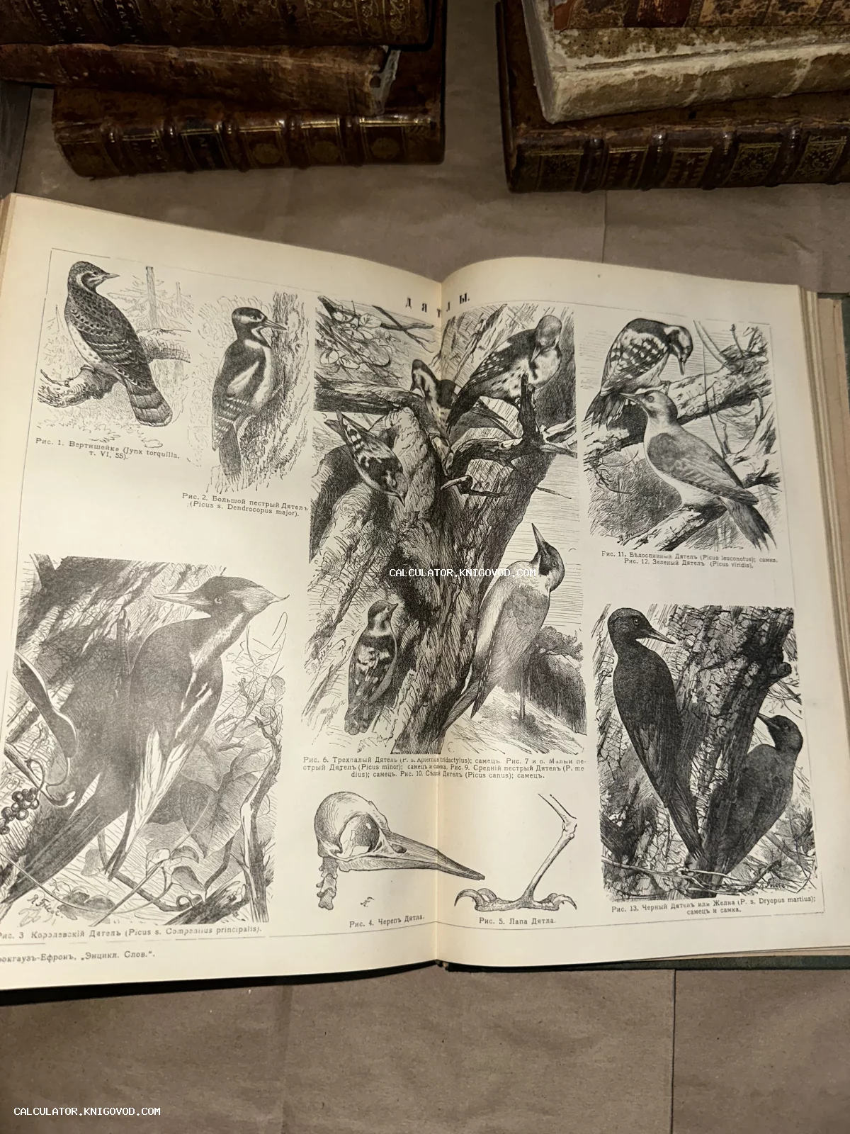 Разворот антикварной книги с черно-белыми гравюрами различных видов дятлов, их черепа и лап.