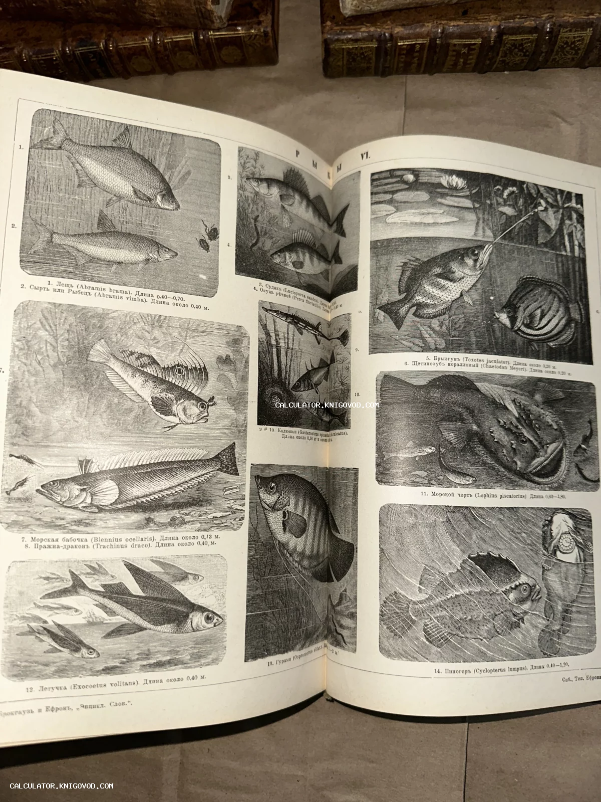 Страница старинной энциклопедии с детальными черно-белыми гравюрами рыб: лещ, судак, окунь, морской черт и другие.