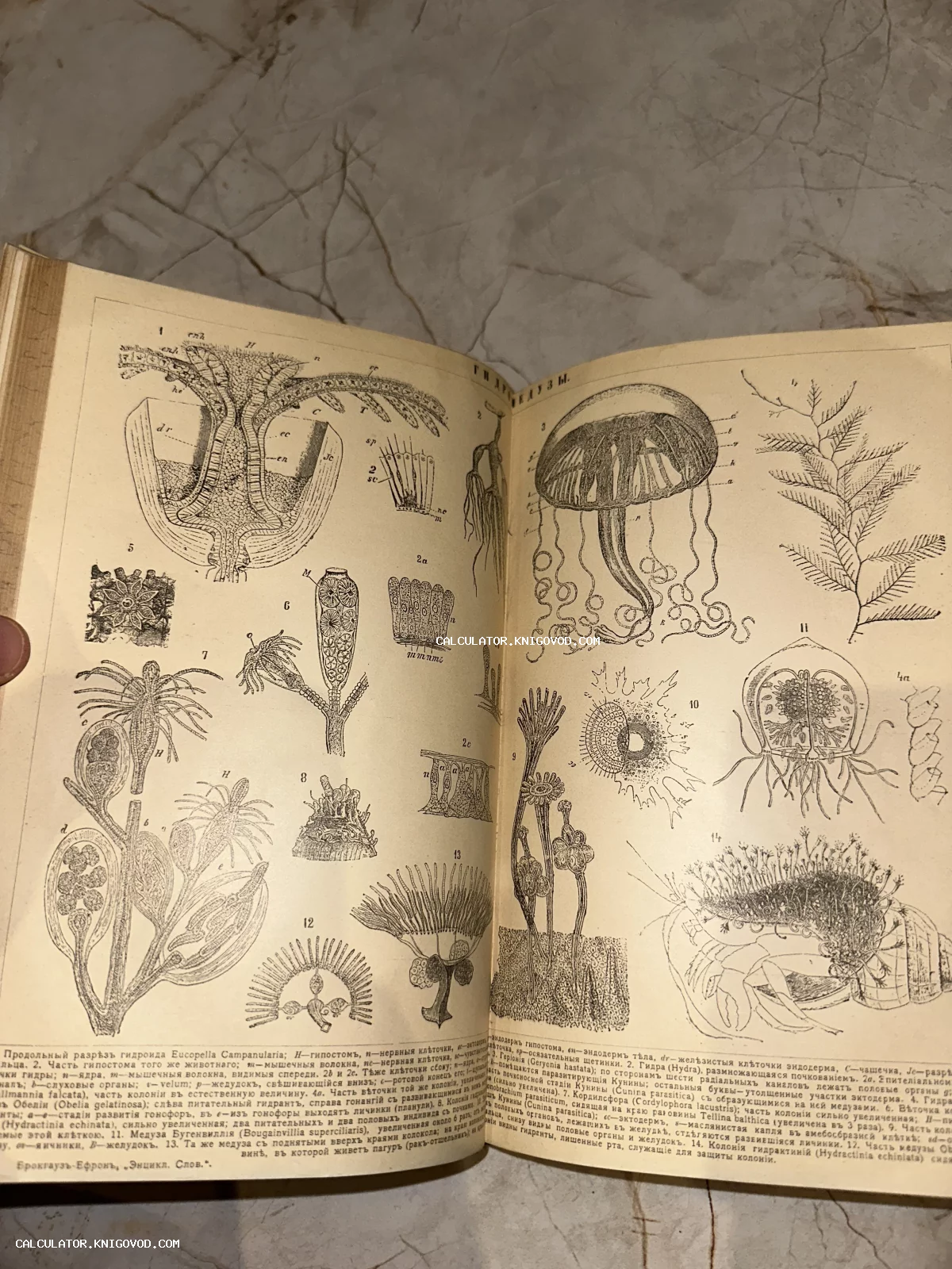 Разворот старинной книги с черно-белыми научными иллюстрациями медуз и гидроидов на пожелтевшей бумаге.