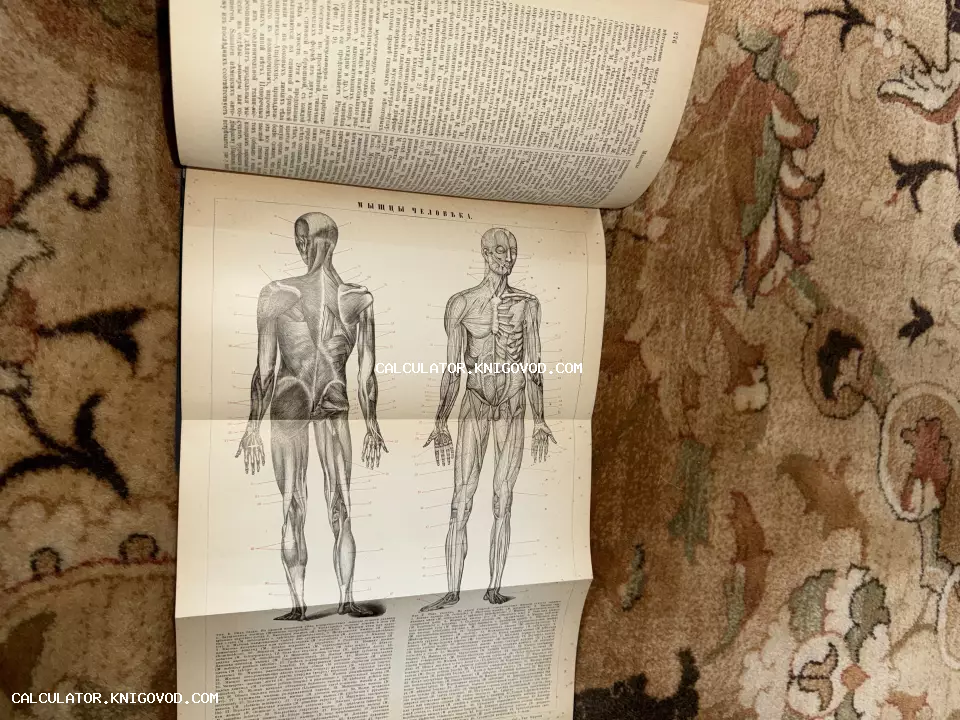 Разворот старинной книги с детальной гравюрой, изображающей мышечную систему человека спереди и со спины с нумерацией и пояснениями.