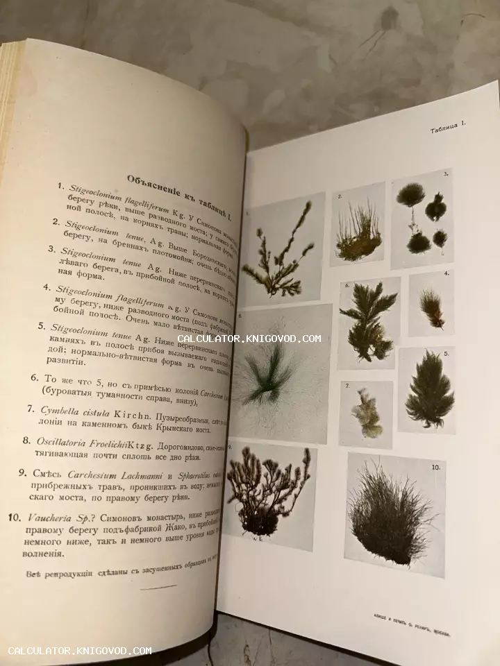 Разворот старинной книги с таблицей ботанических иллюстраций водорослей и текстом на дореволюционном русском языке.